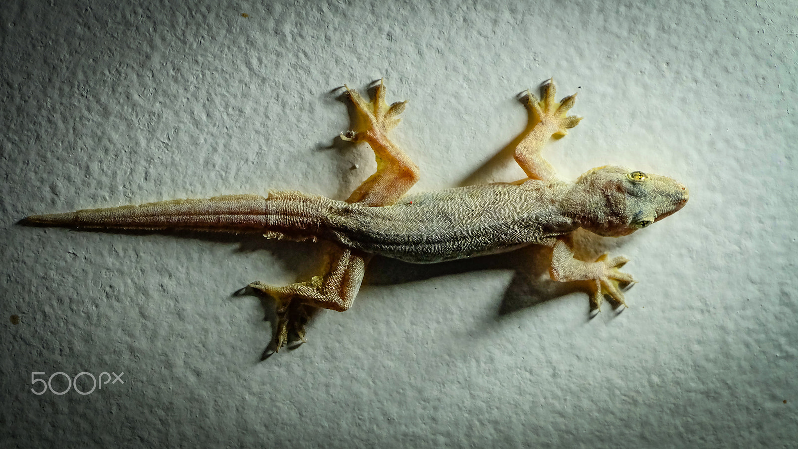 Fujifilm X-A2 + Fujifilm XC 50-230mm F4.5-6.7 OIS II sample photo. Gecko on the wall photography