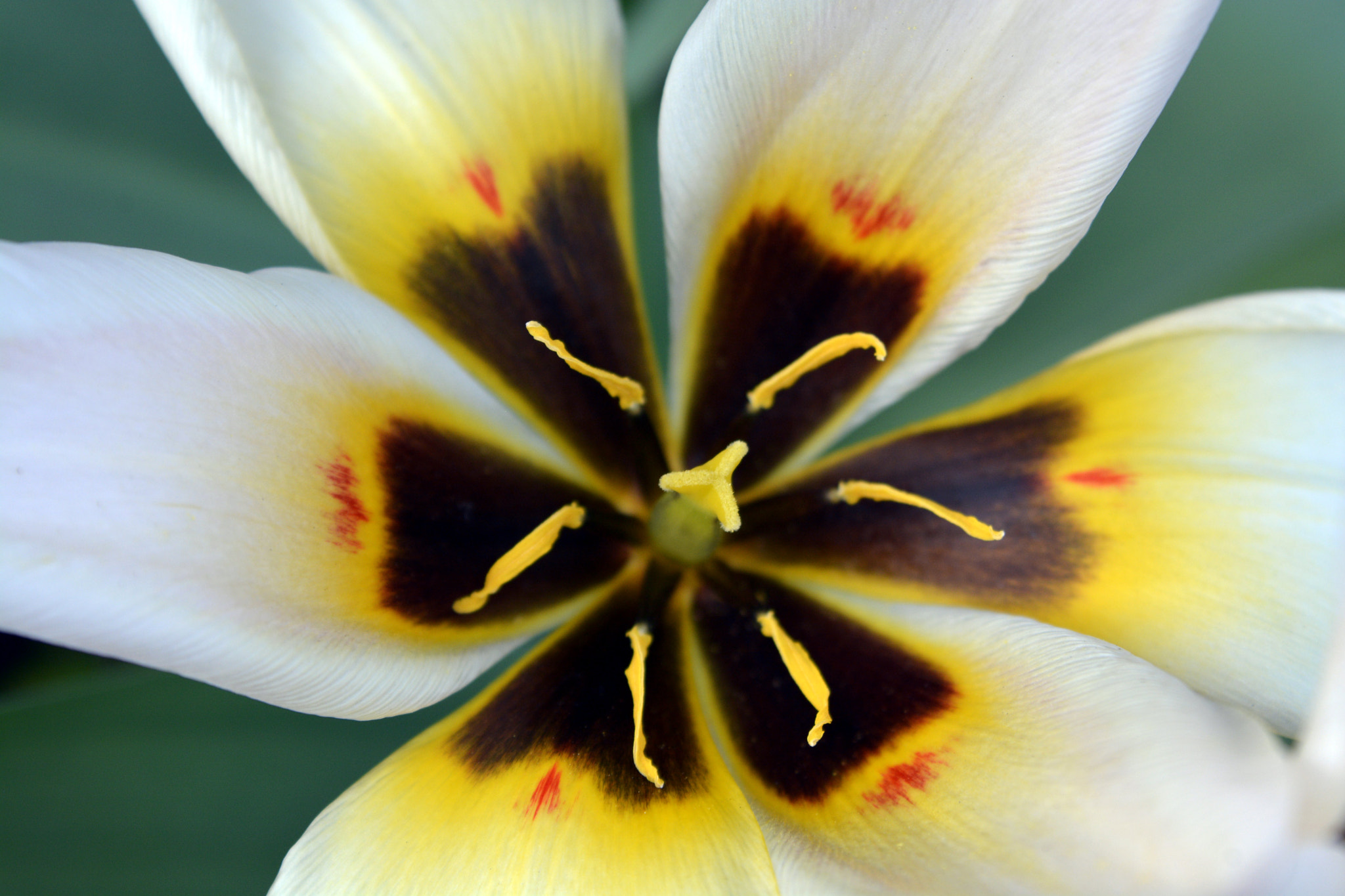 AF Zoom-Nikkor 35-135mm f/3.5-4.5 sample photo. Magic of spring photography