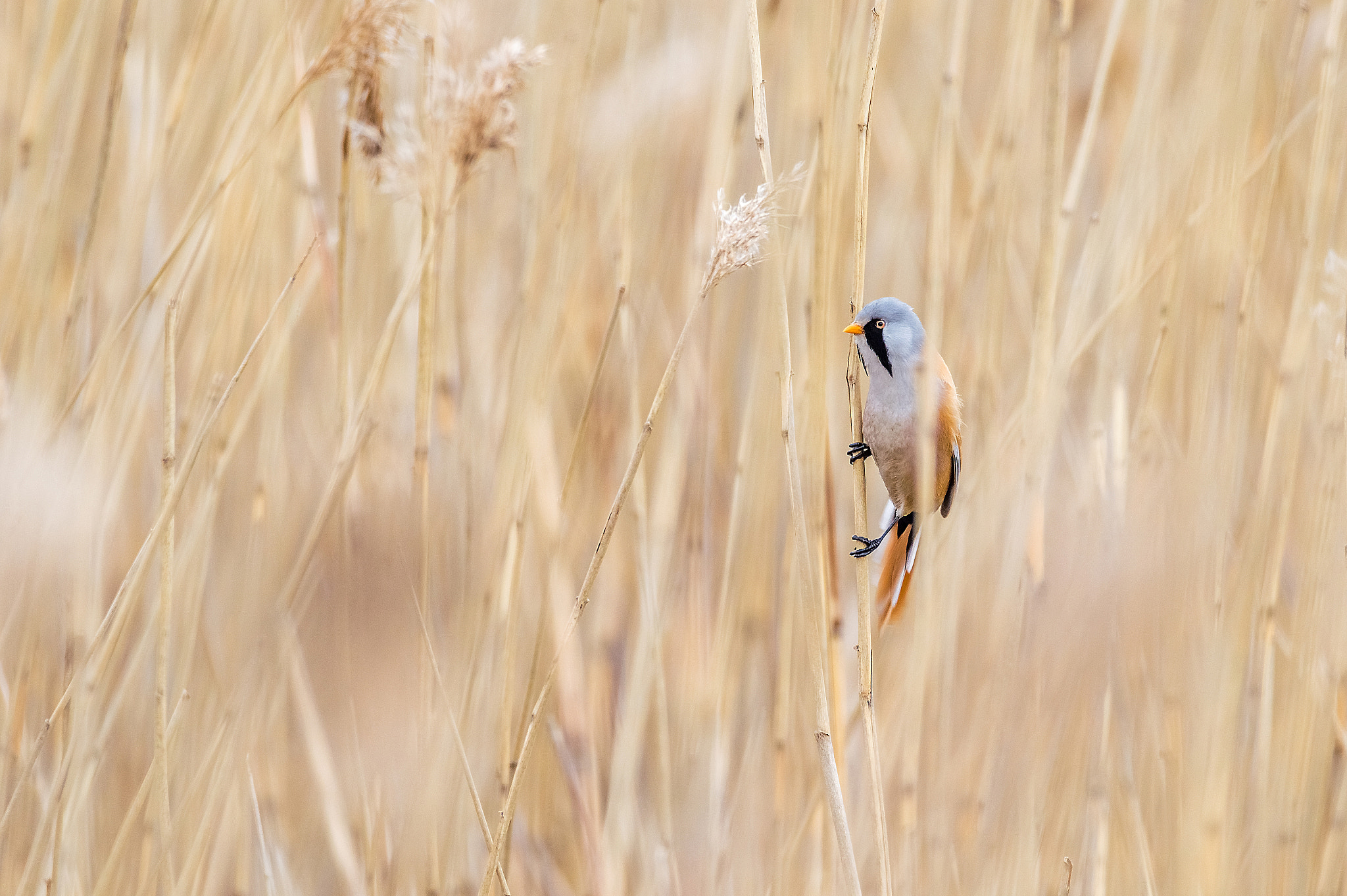 Sigma 150-600mm F5-6.3 DG OS HSM | C sample photo. Bearded reedling male photography