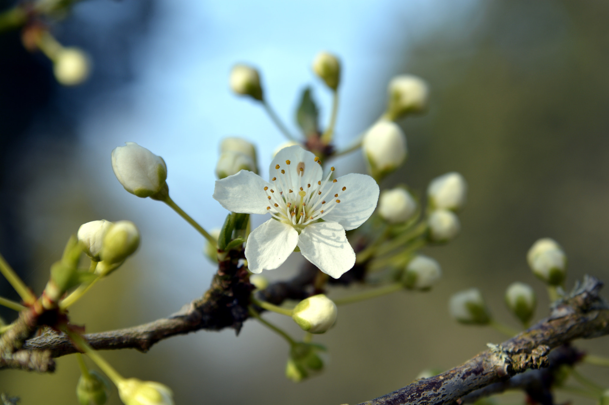 AF Zoom-Nikkor 35-135mm f/3.5-4.5 sample photo. Magic of spring photography