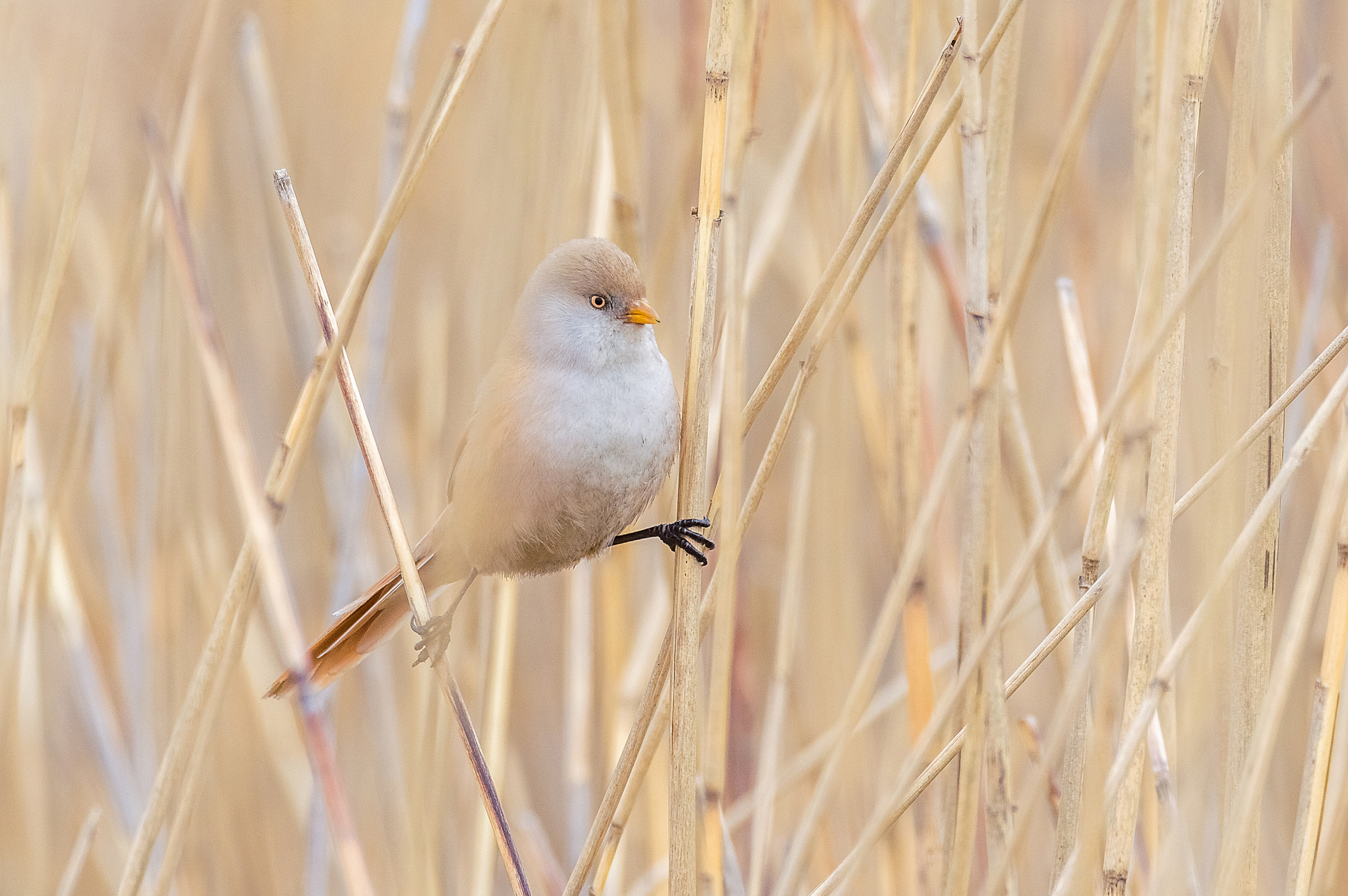 Sigma 150-600mm F5-6.3 DG OS HSM | C sample photo. Bearded reedling female photography
