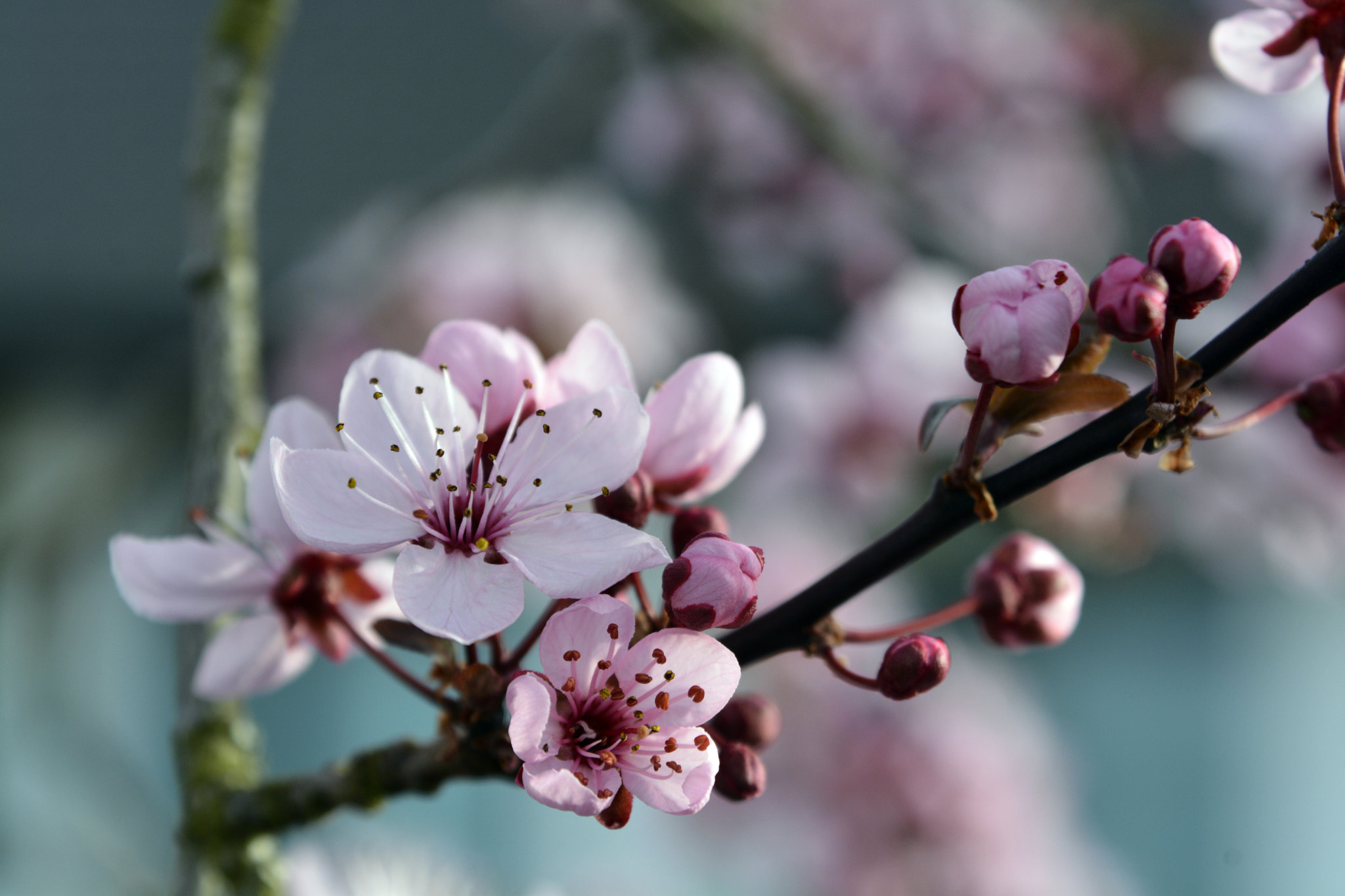 AF Zoom-Nikkor 35-135mm f/3.5-4.5 sample photo. Magic of spring photography