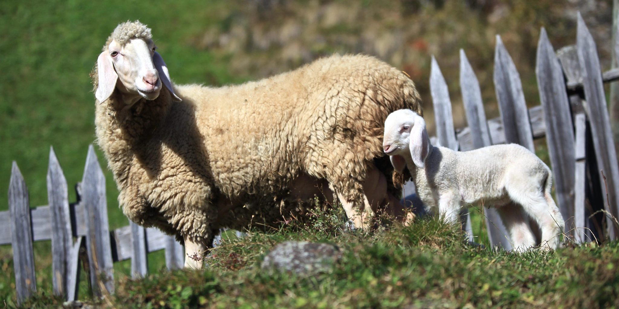 Canon EOS 5D Mark II + Canon EF 135mm F2.8 SF sample photo. Wipptal sheep photography
