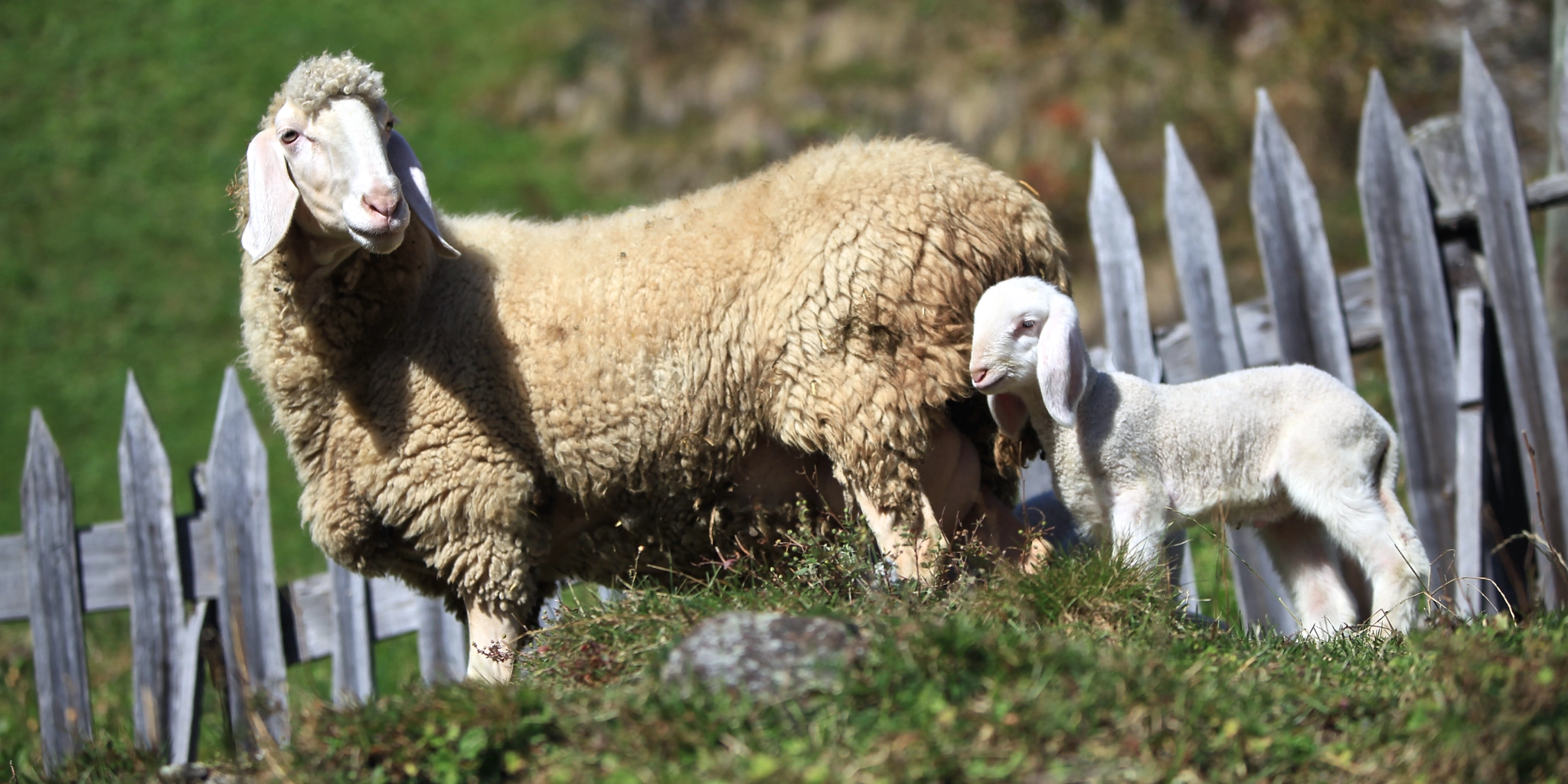 Canon EF 135mm F2.8 SF sample photo. Wipptal sheep photography