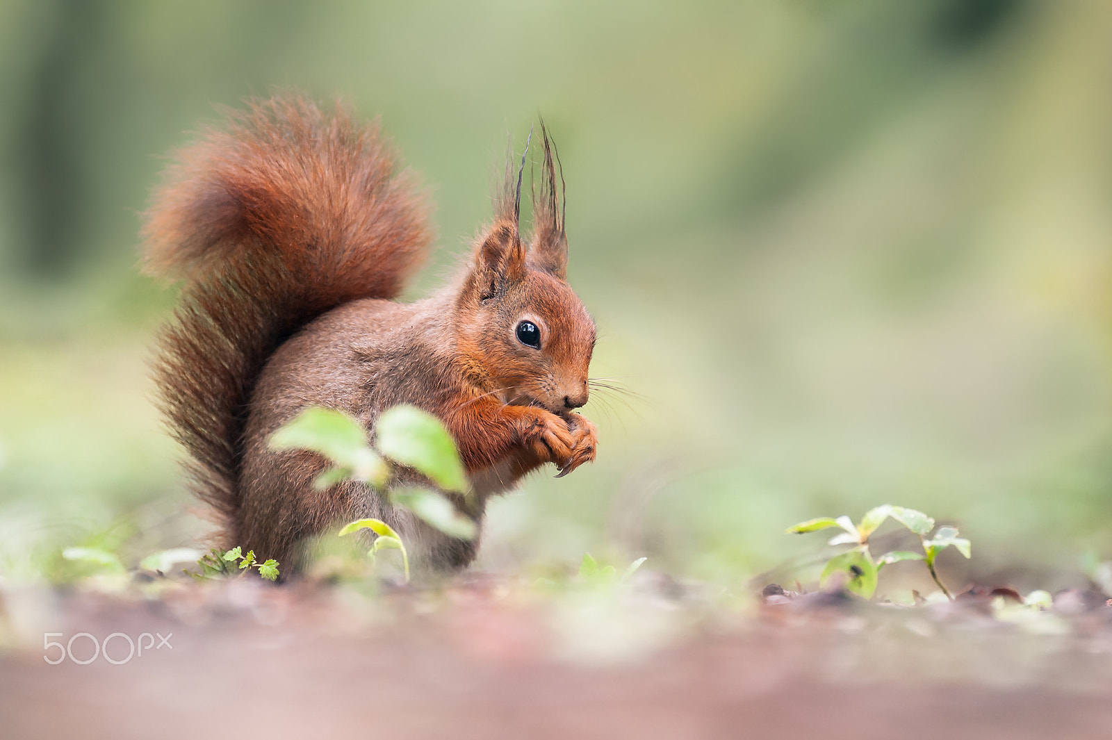 Sigma 120-300mm F2.8 EX DG HSM sample photo. Squirrel photography