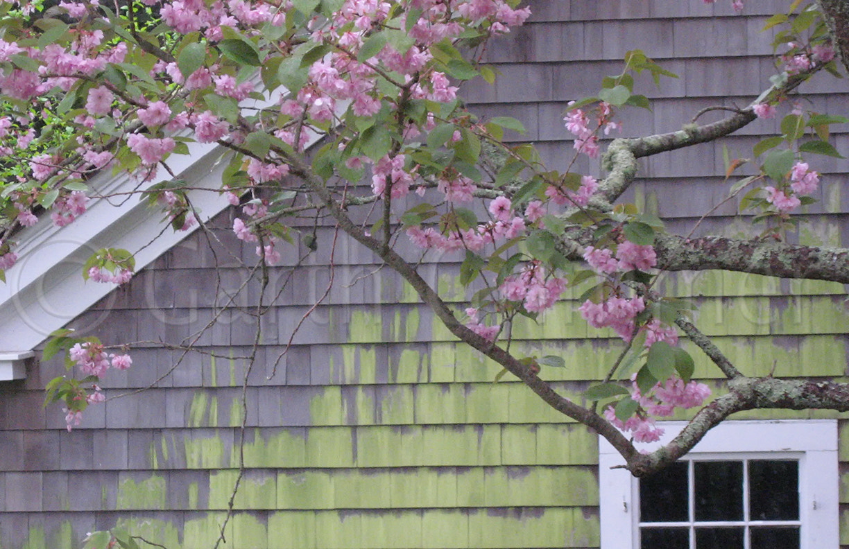 Canon POWERSHOT SD700 IS sample photo. Cherry blossoms photography