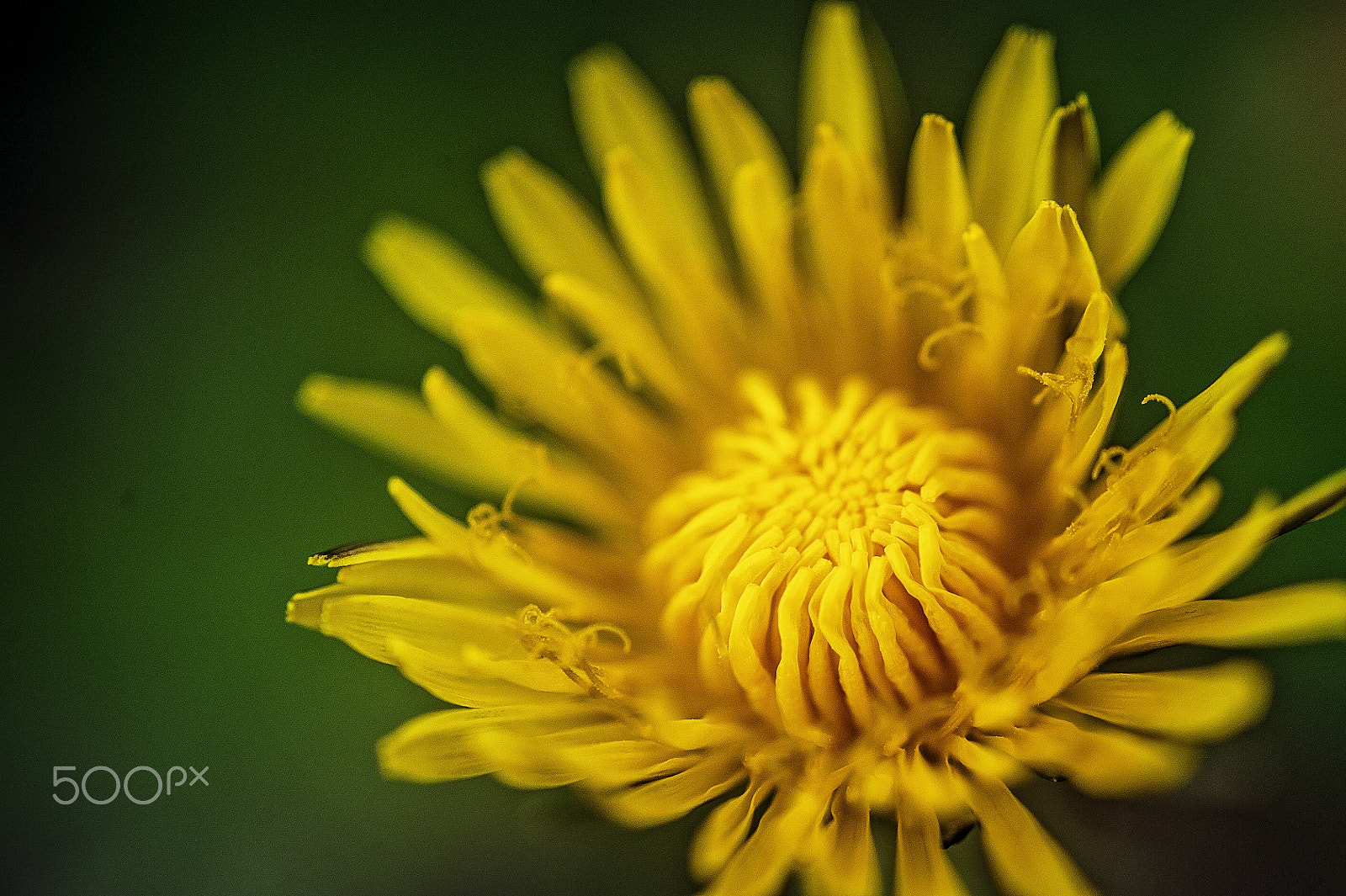 Nikon D700 + Sigma 105mm F2.8 EX DG Macro sample photo. Dandelion details photography