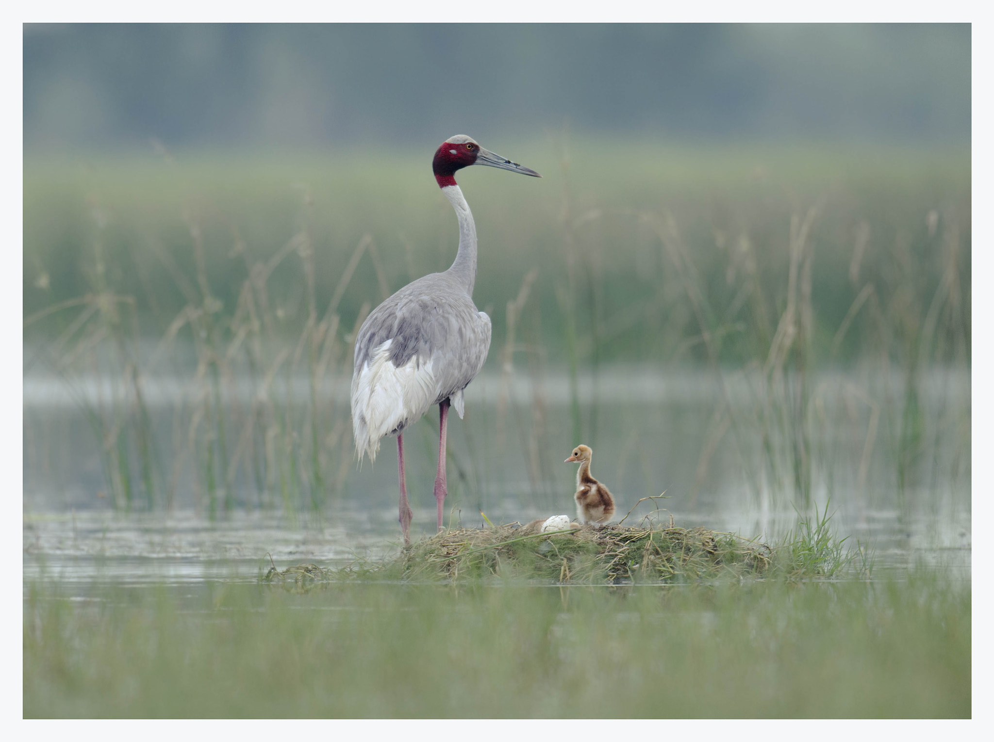 Nikon D7000 + Nikon AF-S Nikkor 500mm F4G ED VR sample photo. Sarus crane photography