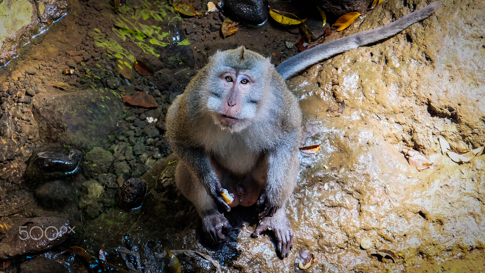 Fujifilm X-A2 + Fujifilm XC 50-230mm F4.5-6.7 OIS II sample photo. Monkey looking into observers eye photography