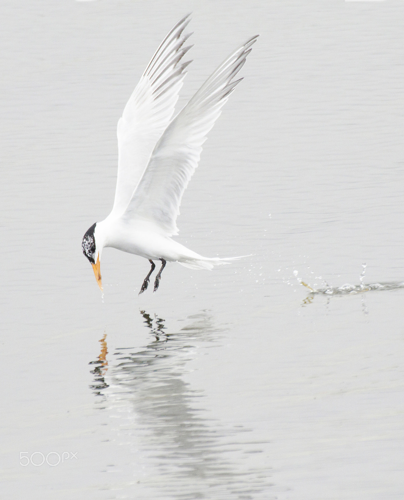 Canon EF 100-400mm F4.5-5.6L IS USM sample photo. Tern in flight photography