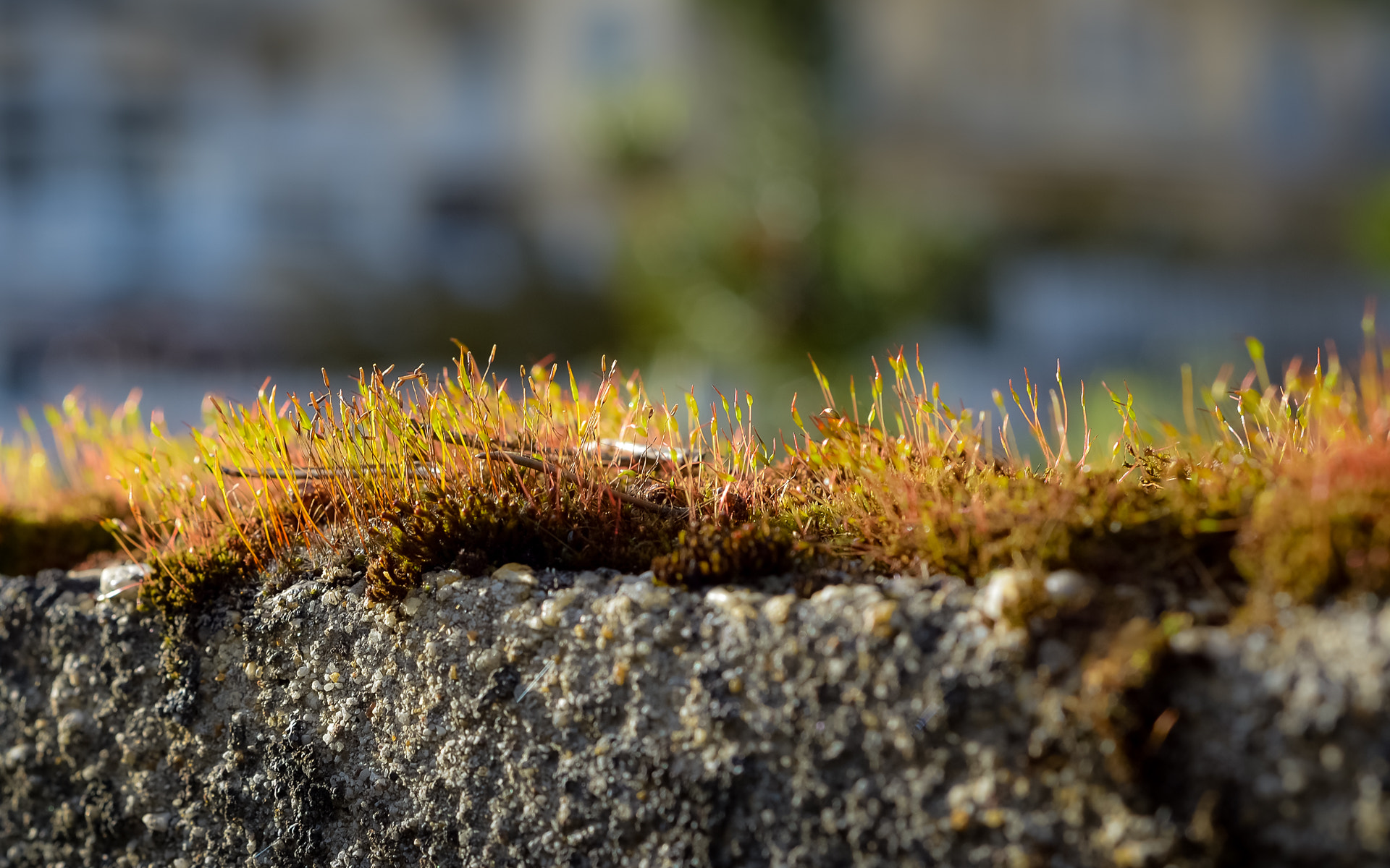 Nikon D800 + AF Nikkor 50mm f/1.8 sample photo. Moss on the wall photography