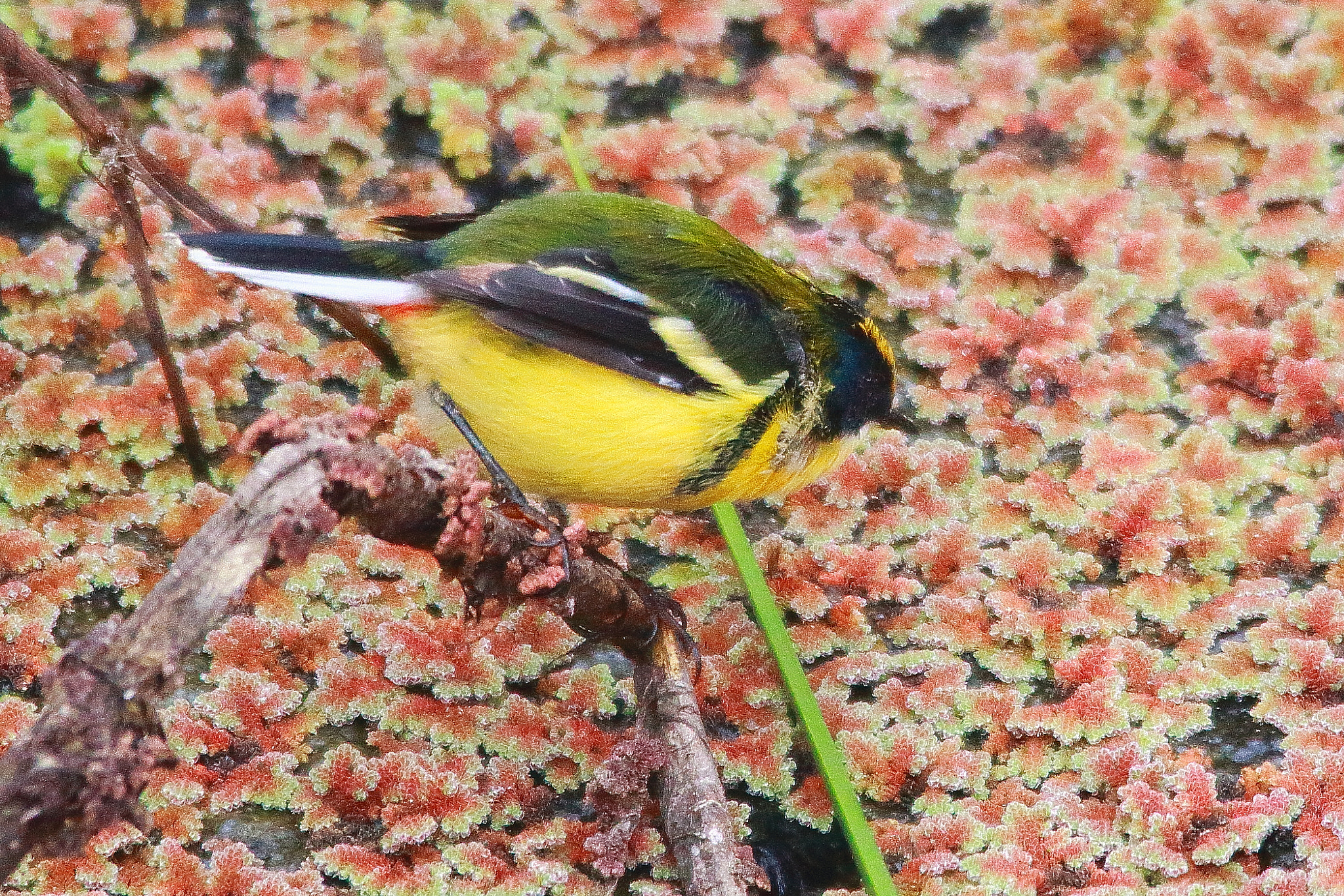 Sigma 150-500mm F5-6.3 DG OS HSM sample photo
