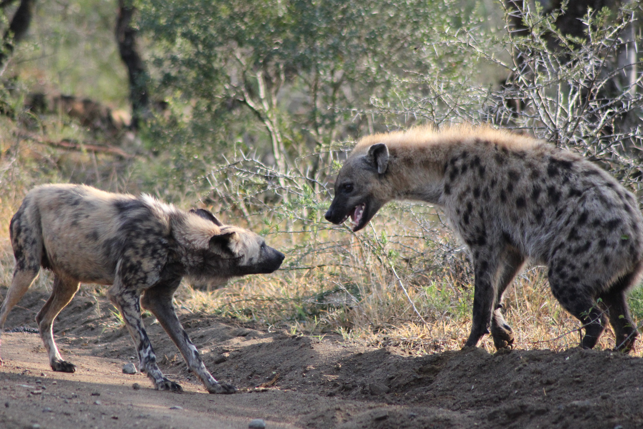 Wild Dog vs Hyena by Nick Evans Photo 14728551 / 500px