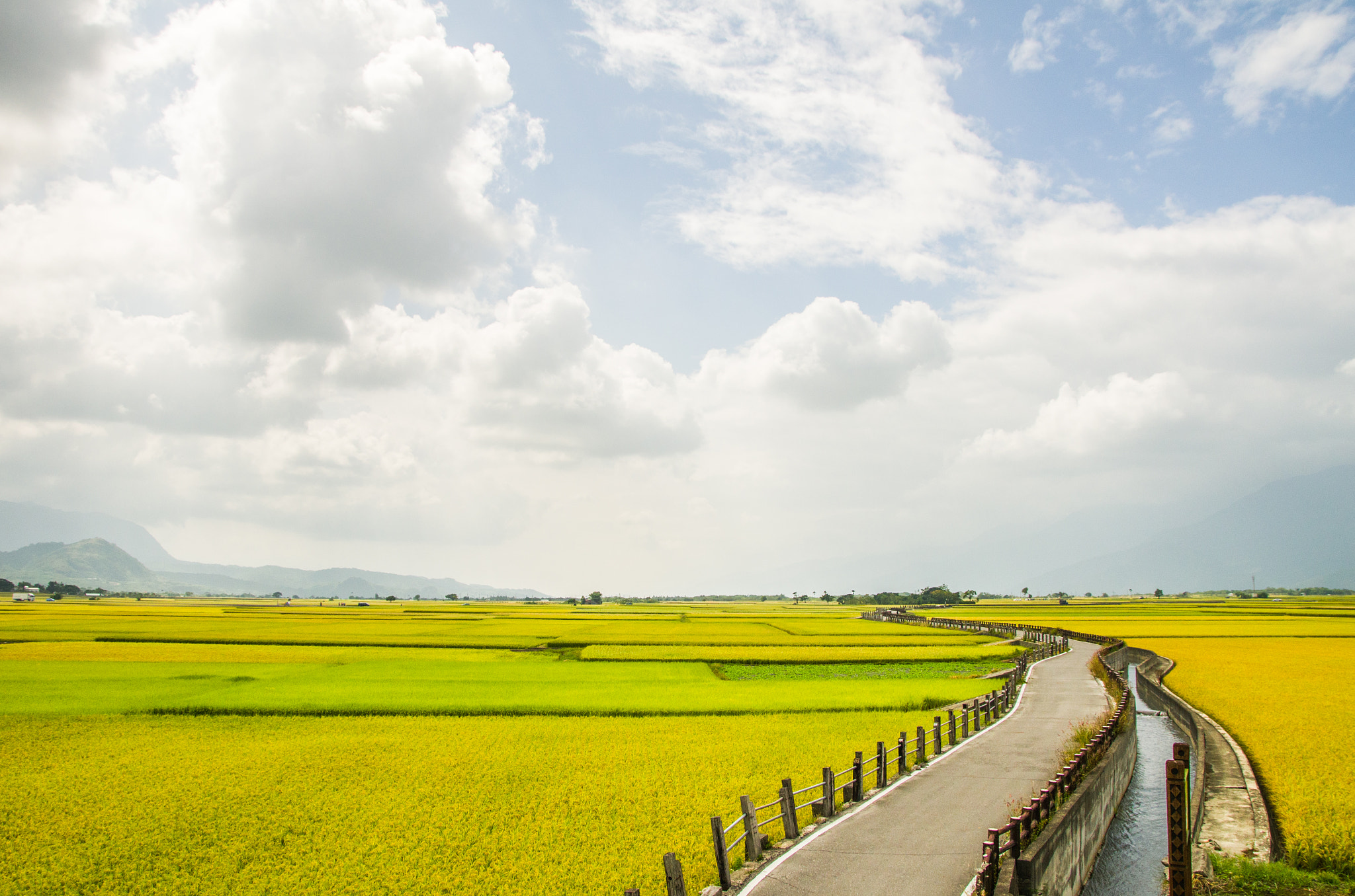 Pentax K-5 + Sigma 17-70mm F2.8-4 DC Macro OS HSM sample photo. Summer golden carpet photography