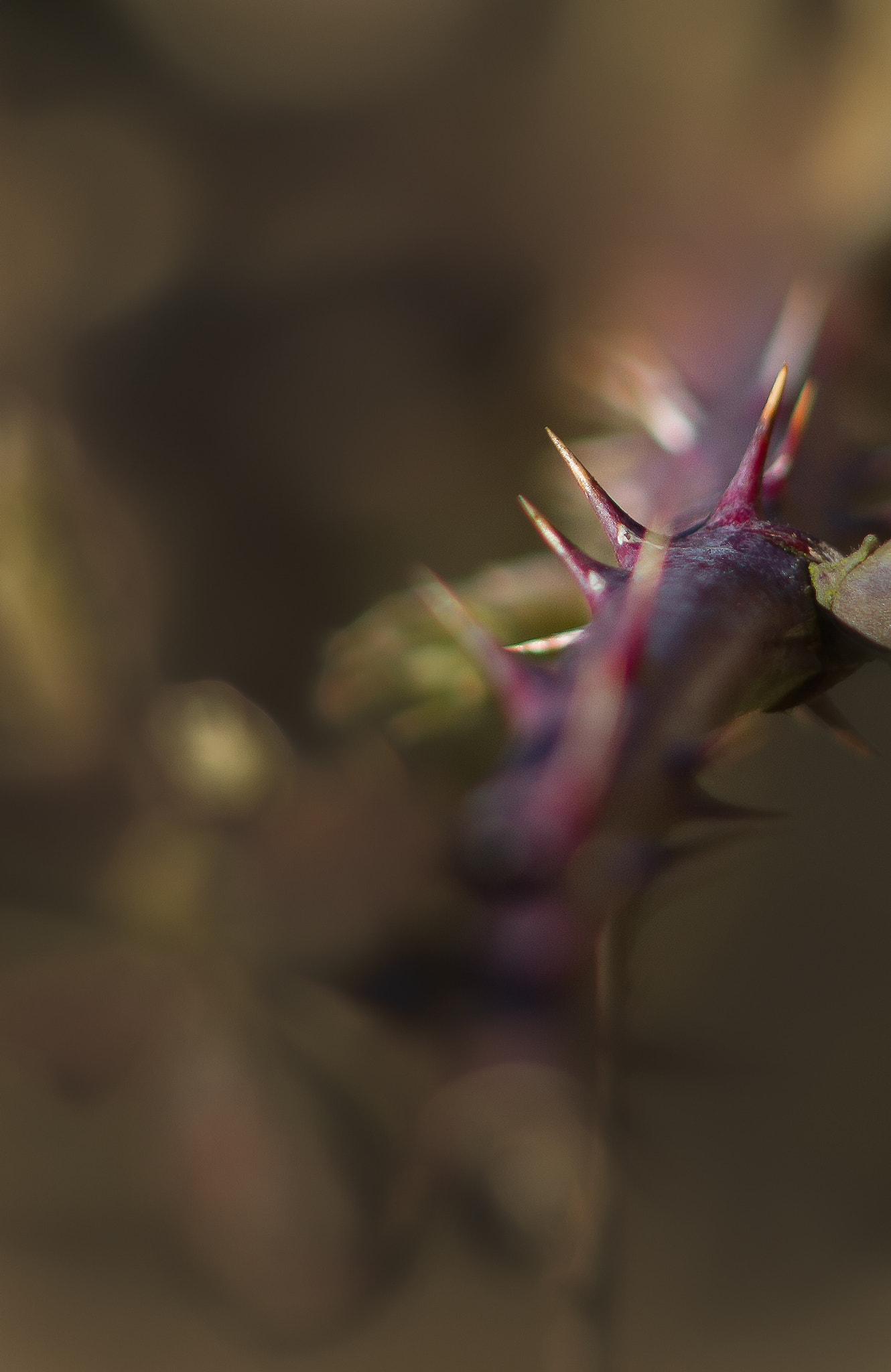 Canon EF 70-210mm f/3.5-4.5 USM sample photo. Stachlig photography
