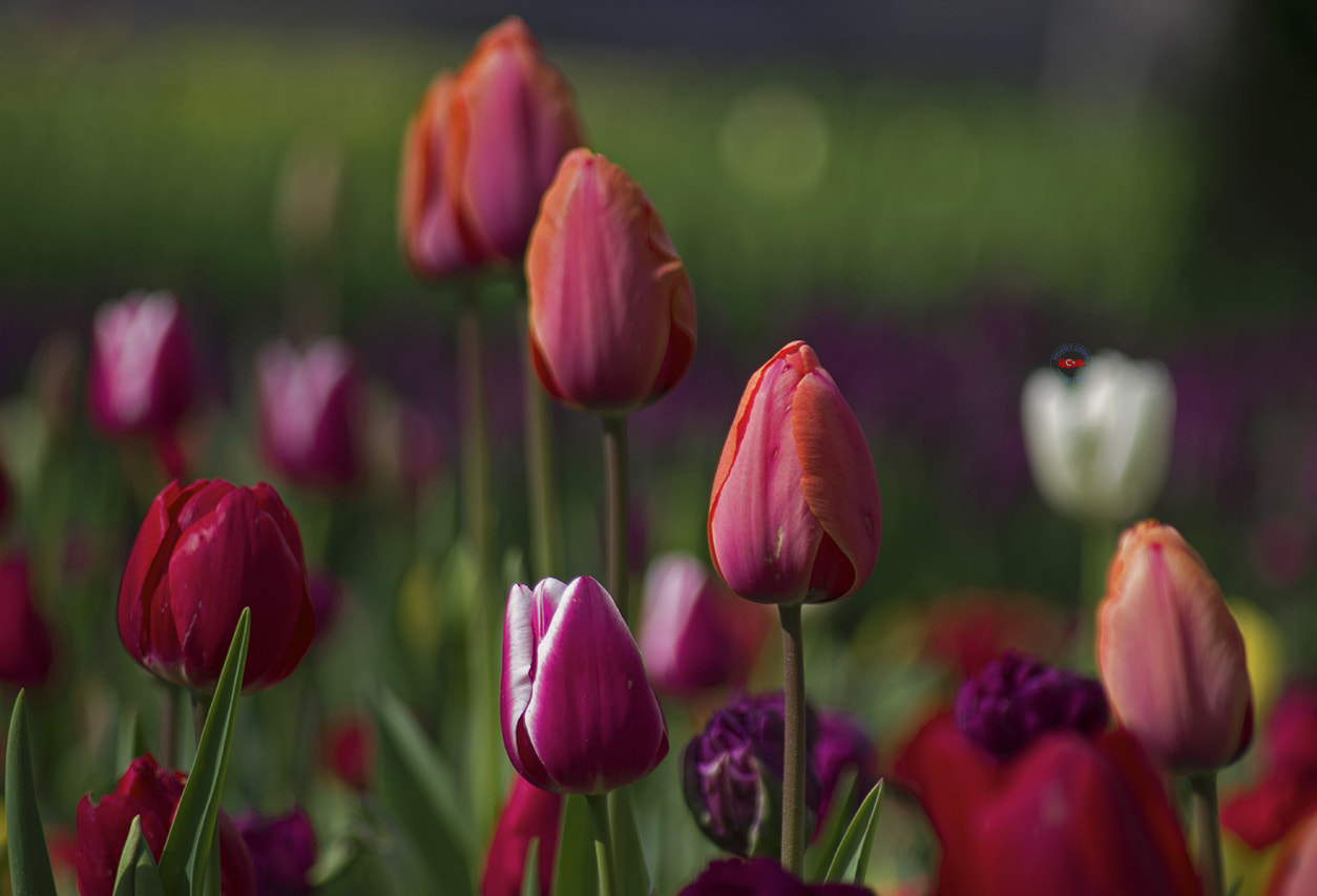 smc PENTAX-FA 100-300mm F4.7-5.8 sample photo. Tulip time photography