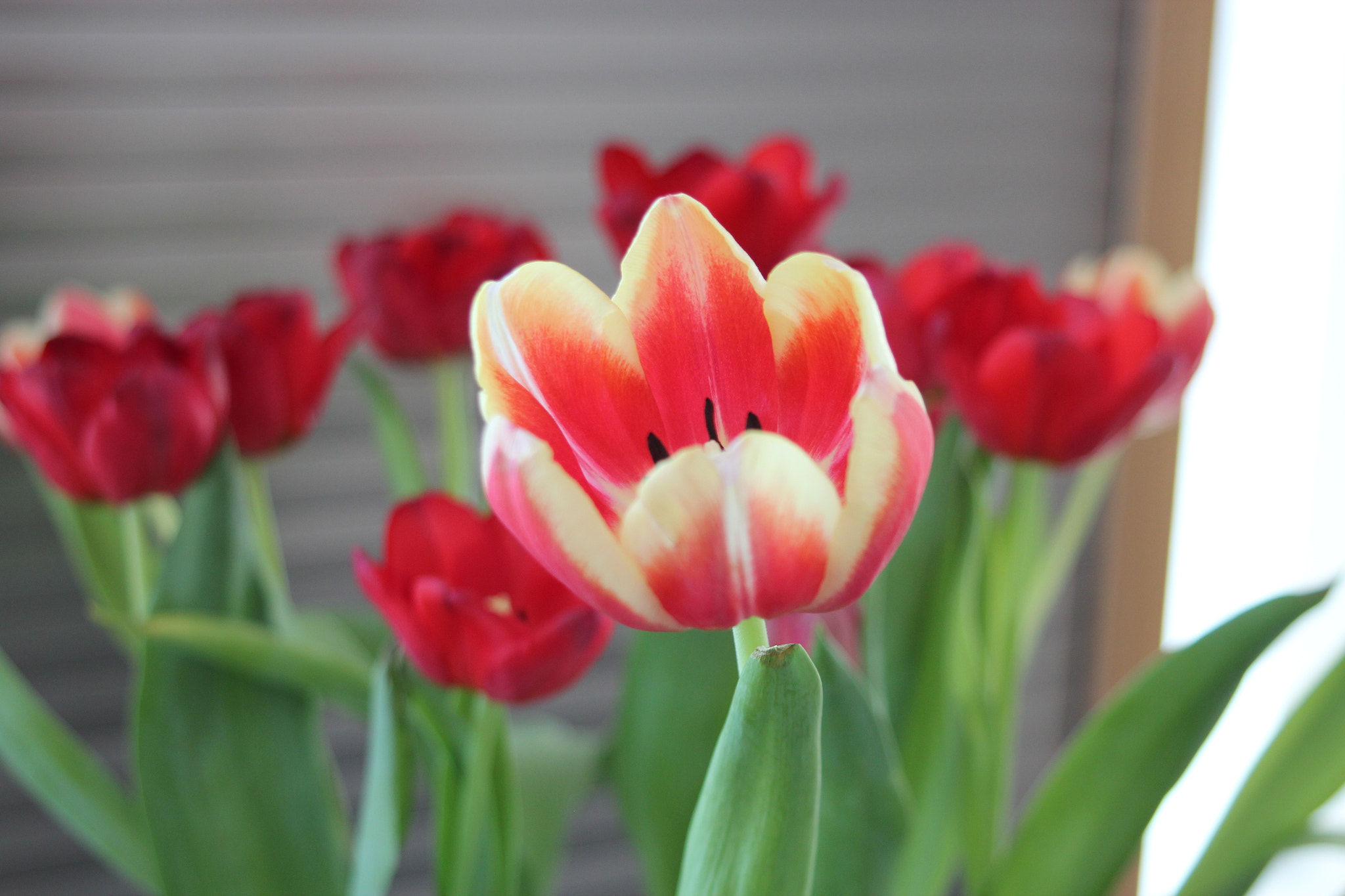 Canon EOS 600D (Rebel EOS T3i / EOS Kiss X5) + Canon EF 38-76mm f/4.5-5.6 sample photo. Spring in the house photography