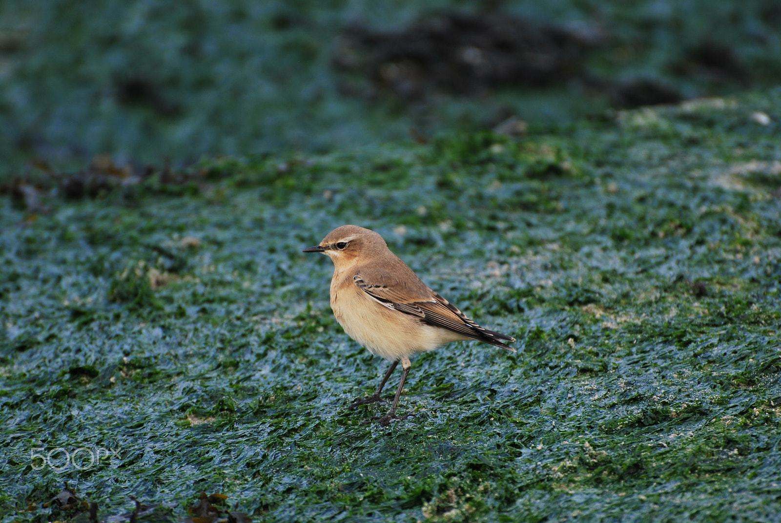 Nikon D60 sample photo. Tapuit / weathear photography