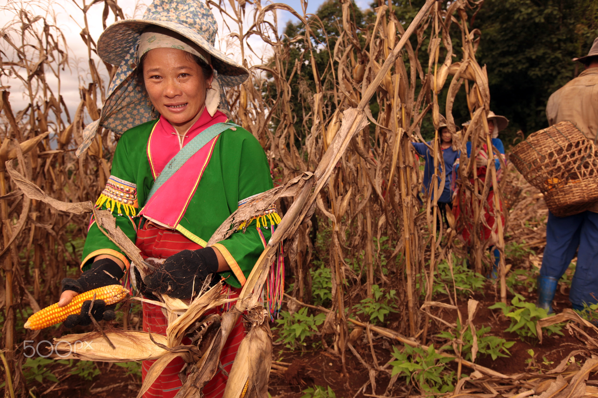 ASIA THAILAND CHIANG MAI FARMING