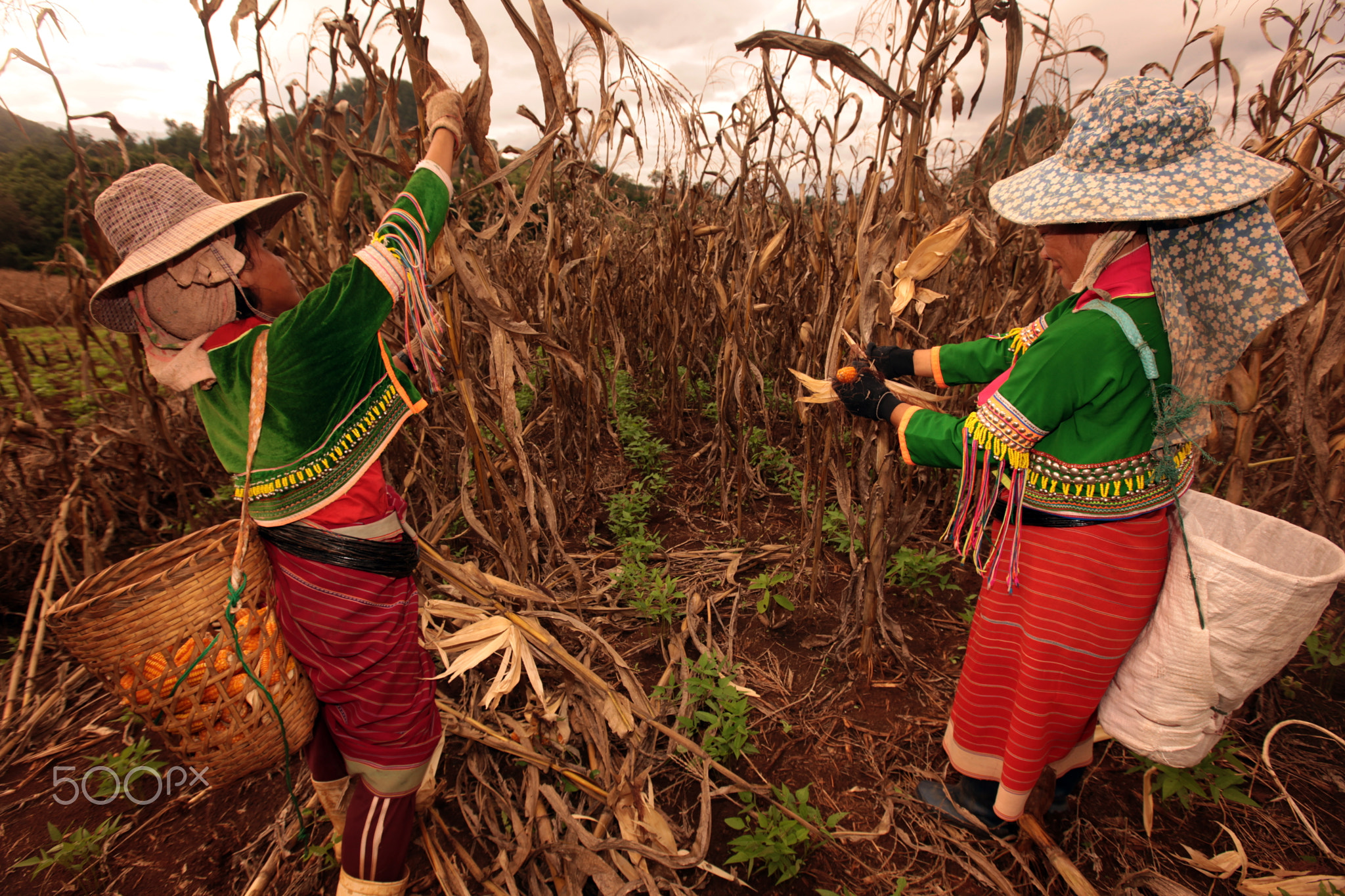 ASIA THAILAND CHIANG MAI FARMING