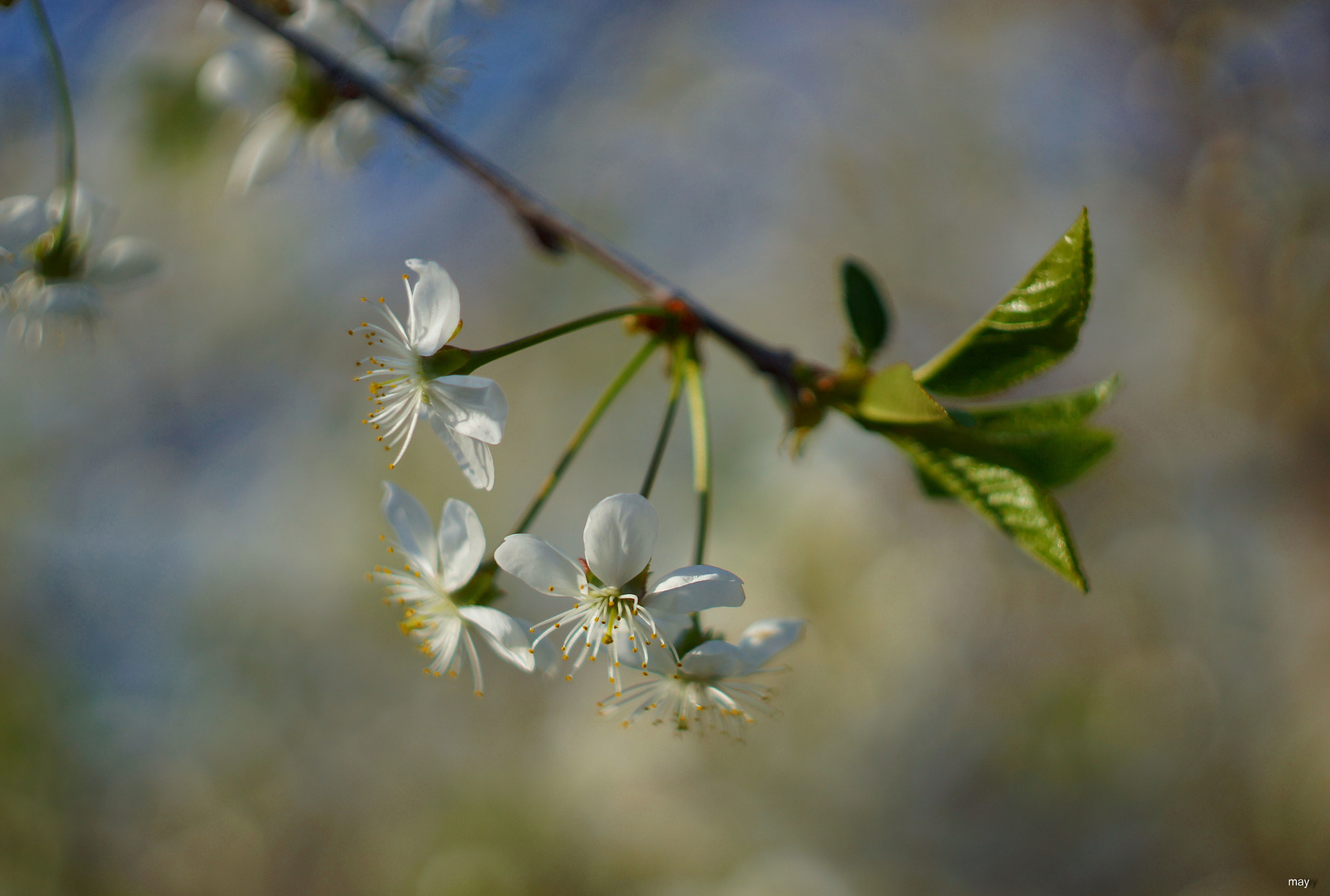 Sony SLT-A65 (SLT-A65V) + Minolta AF 50mm F1.7 sample photo. весна прекрасна.. photography