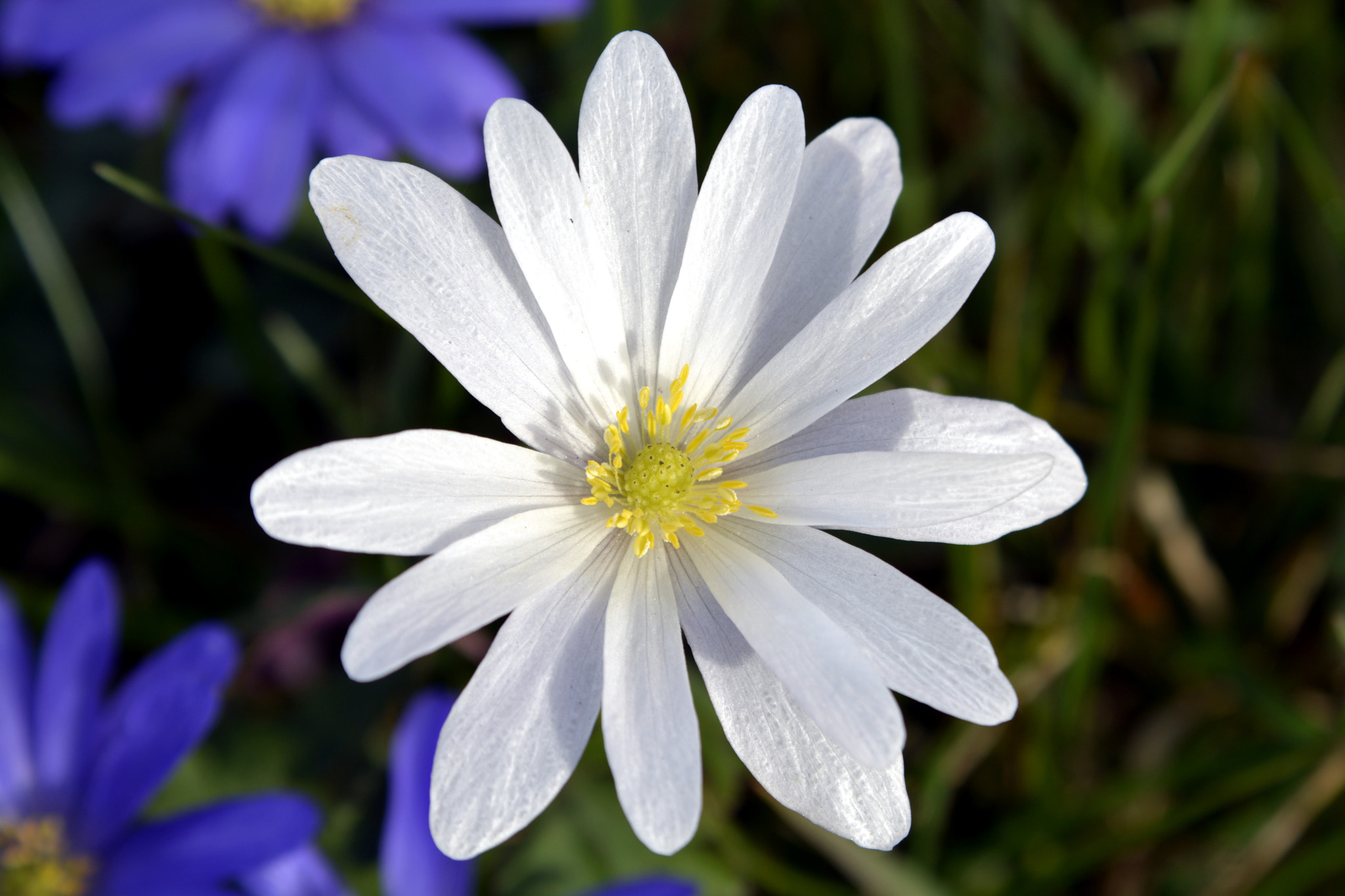 AF Zoom-Nikkor 35-135mm f/3.5-4.5 sample photo. Magic of spring photography