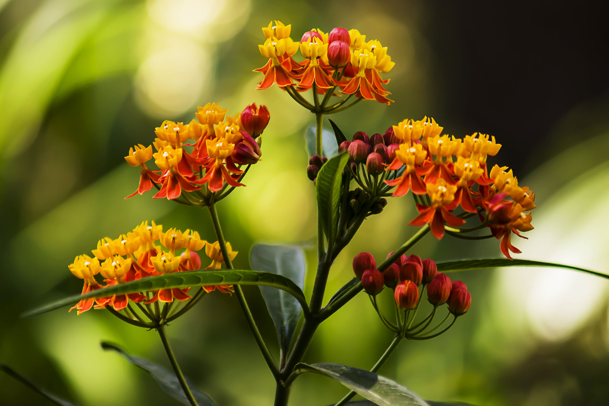 AF Zoom-Nikkor 75-300mm f/4.5-5.6 sample photo. Colores en flor photography