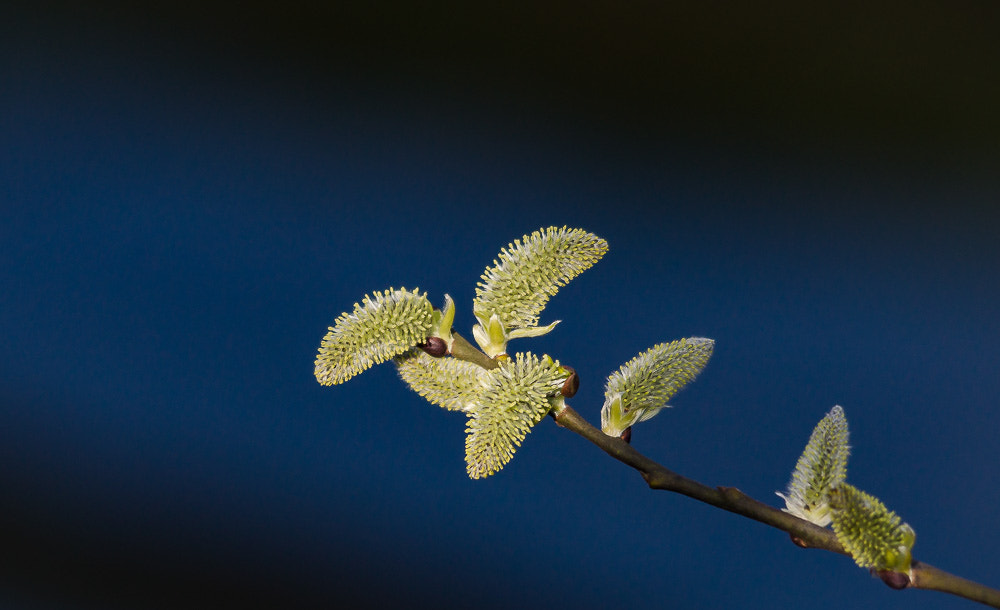 Sigma 150-500mm F5-6.3 DG OS HSM sample photo. Weidenkätzchen photography