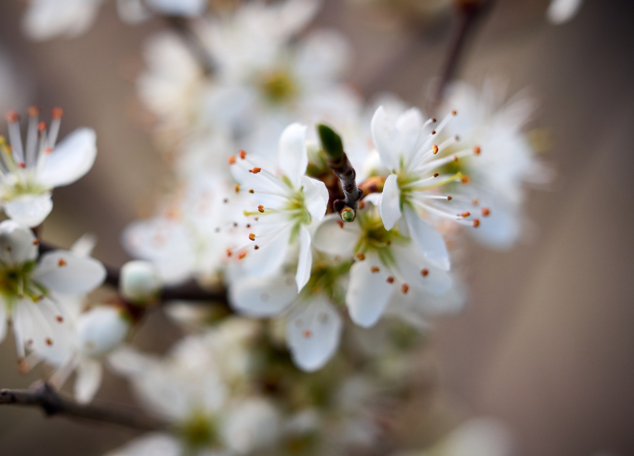 Olympus OM-D E-M5 + Olympus M.Zuiko Digital ED 40-150mm F2.8 Pro sample photo. Tree in bloom photography