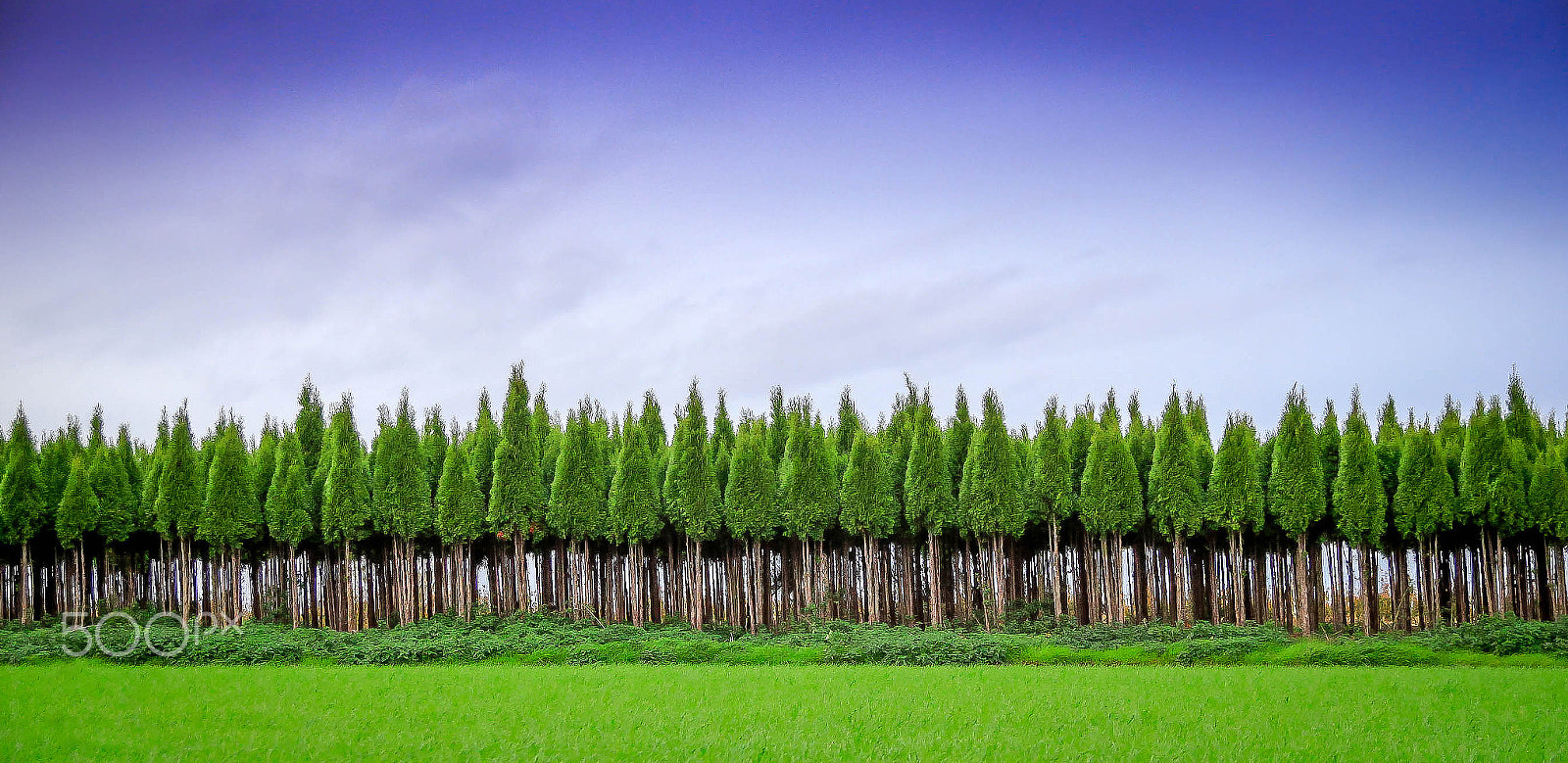 Canon EF 28-80mm f/3.5-5.6 USM sample photo. Pine trees in blue photography