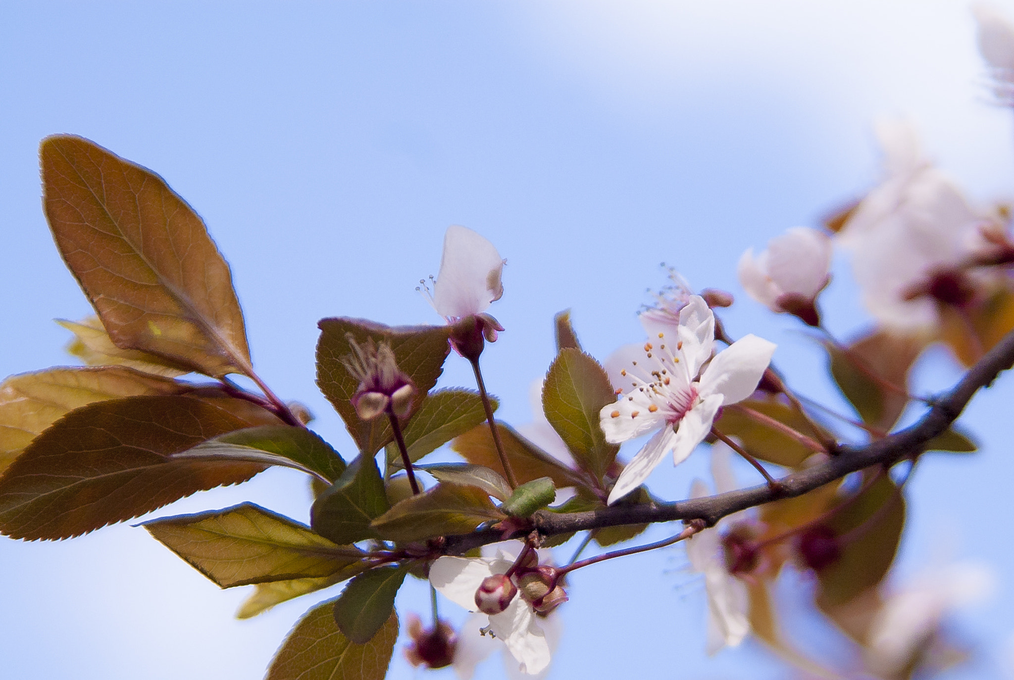 Nikon D50 + Sigma 28-105mm F2.8-4 Aspherical sample photo. Flower photography