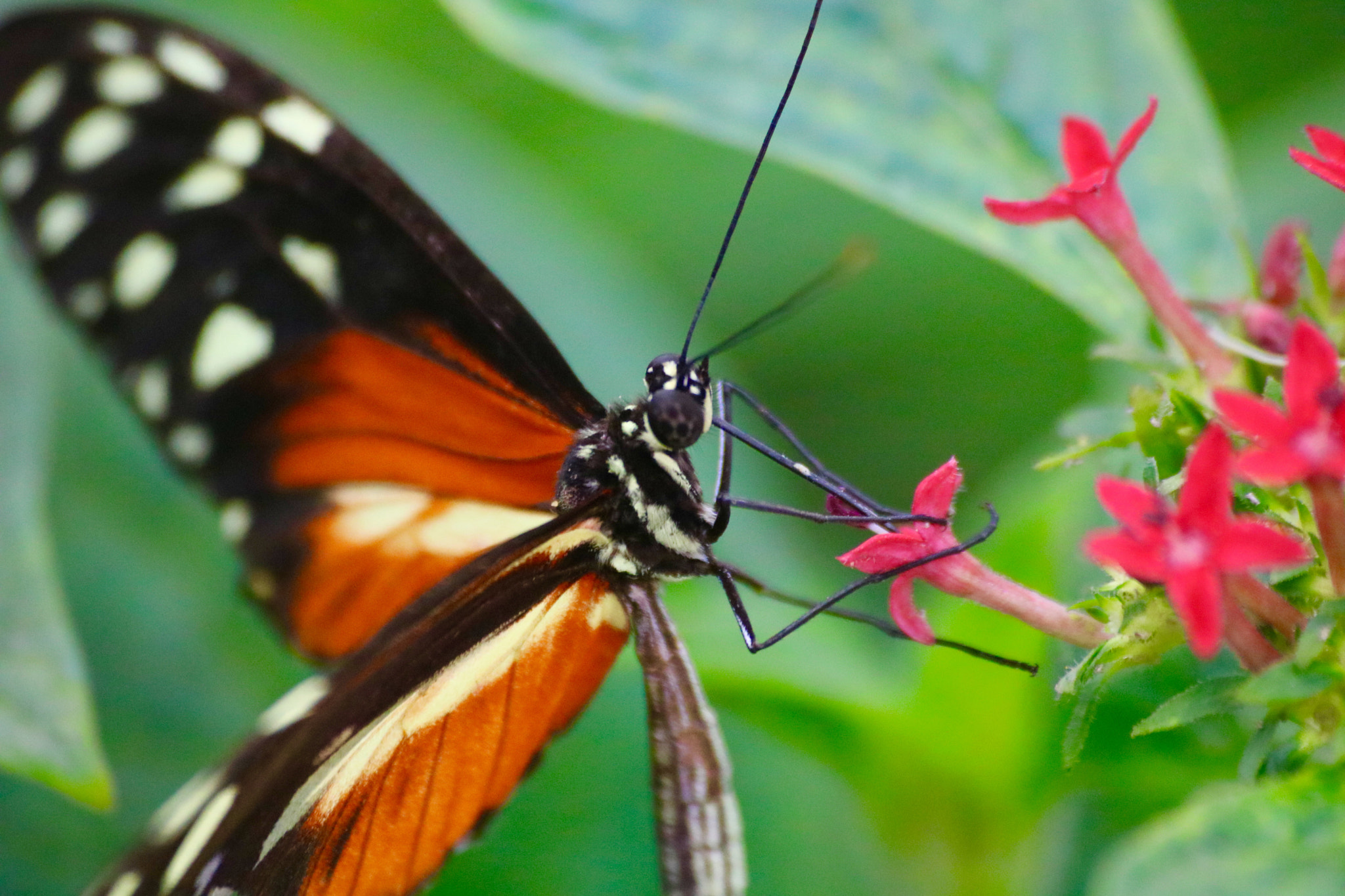 Canon EOS 750D (EOS Rebel T6i / EOS Kiss X8i) + Canon 70-300mm sample photo. Butterfly photography