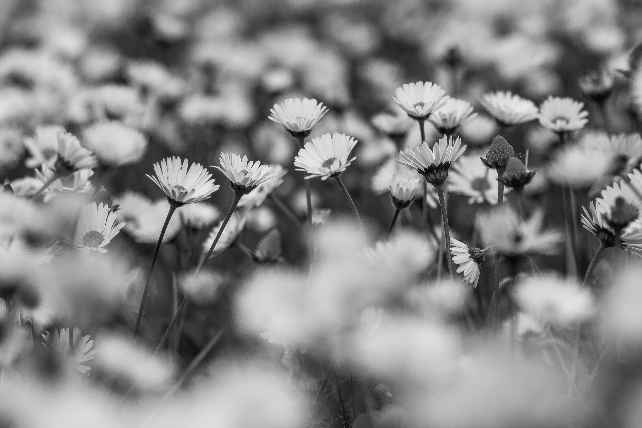 Canon EOS 40D + Tamron SP AF 90mm F2.8 Di Macro sample photo. Soft daisies photography