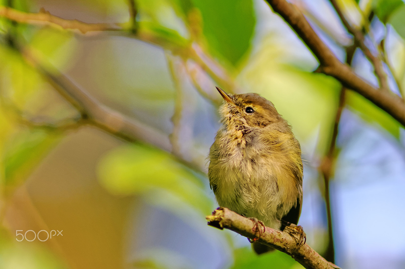 Pentax K20D sample photo. Chiffchaff photography