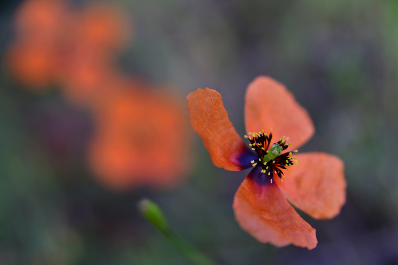 Nikon AF Nikkor 24-85mm F2.8-4D IF sample photo. Shadows photography