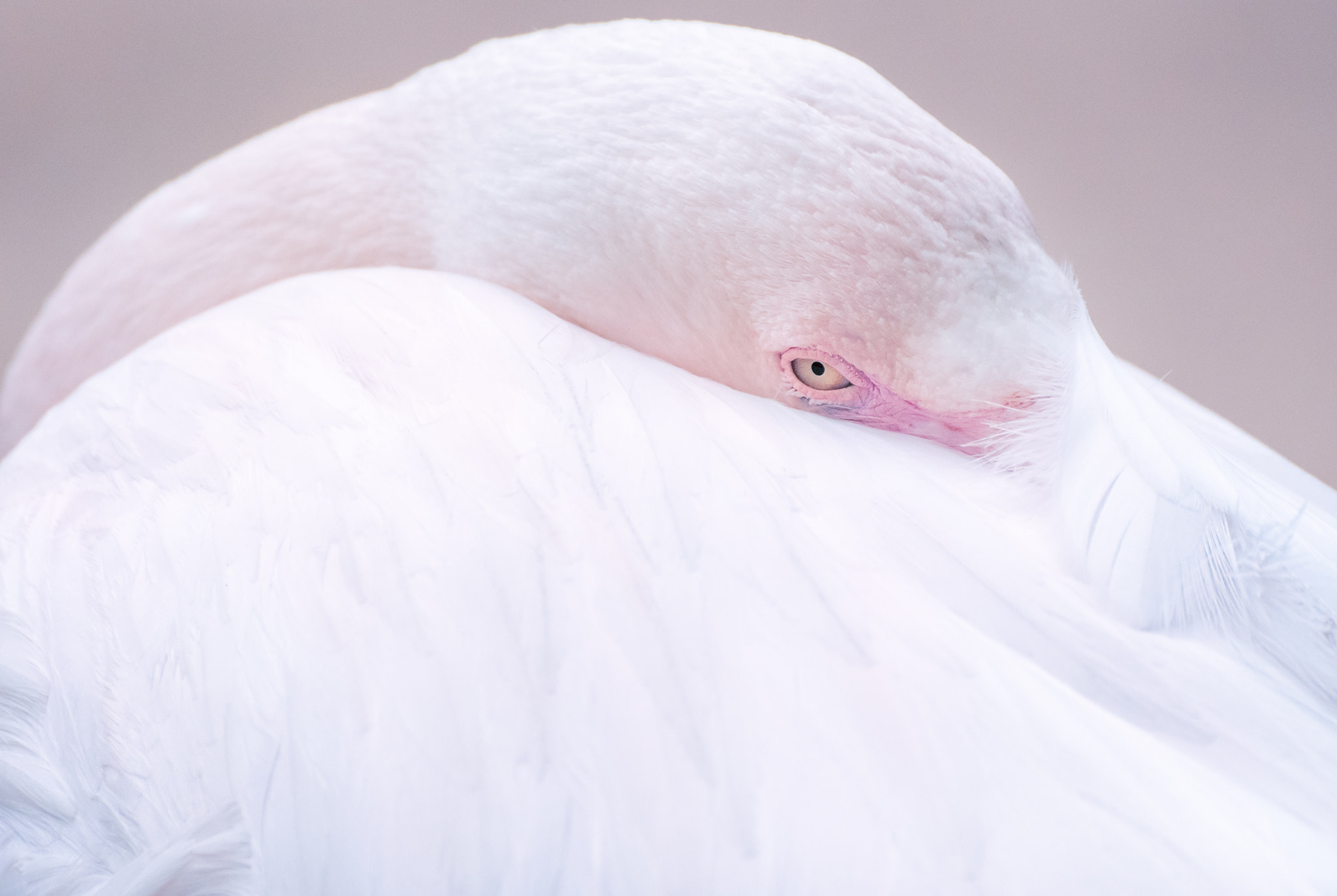 Nikon D90 + Sigma 70-300mm F4-5.6 DG OS sample photo. Flamingo photography