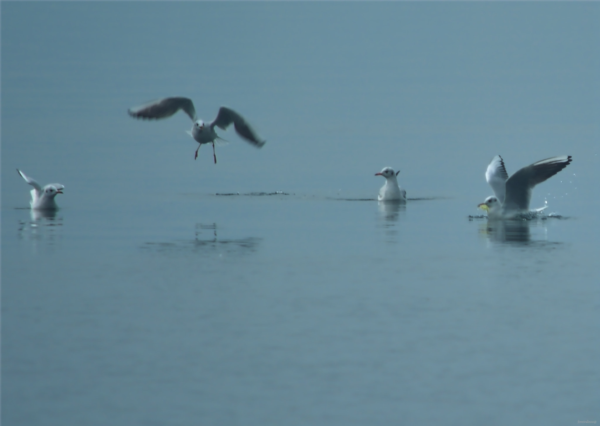 Nikon D7100 + IX-Nikkor 24-70mm f/3.5-5.6 sample photo. Bird photography