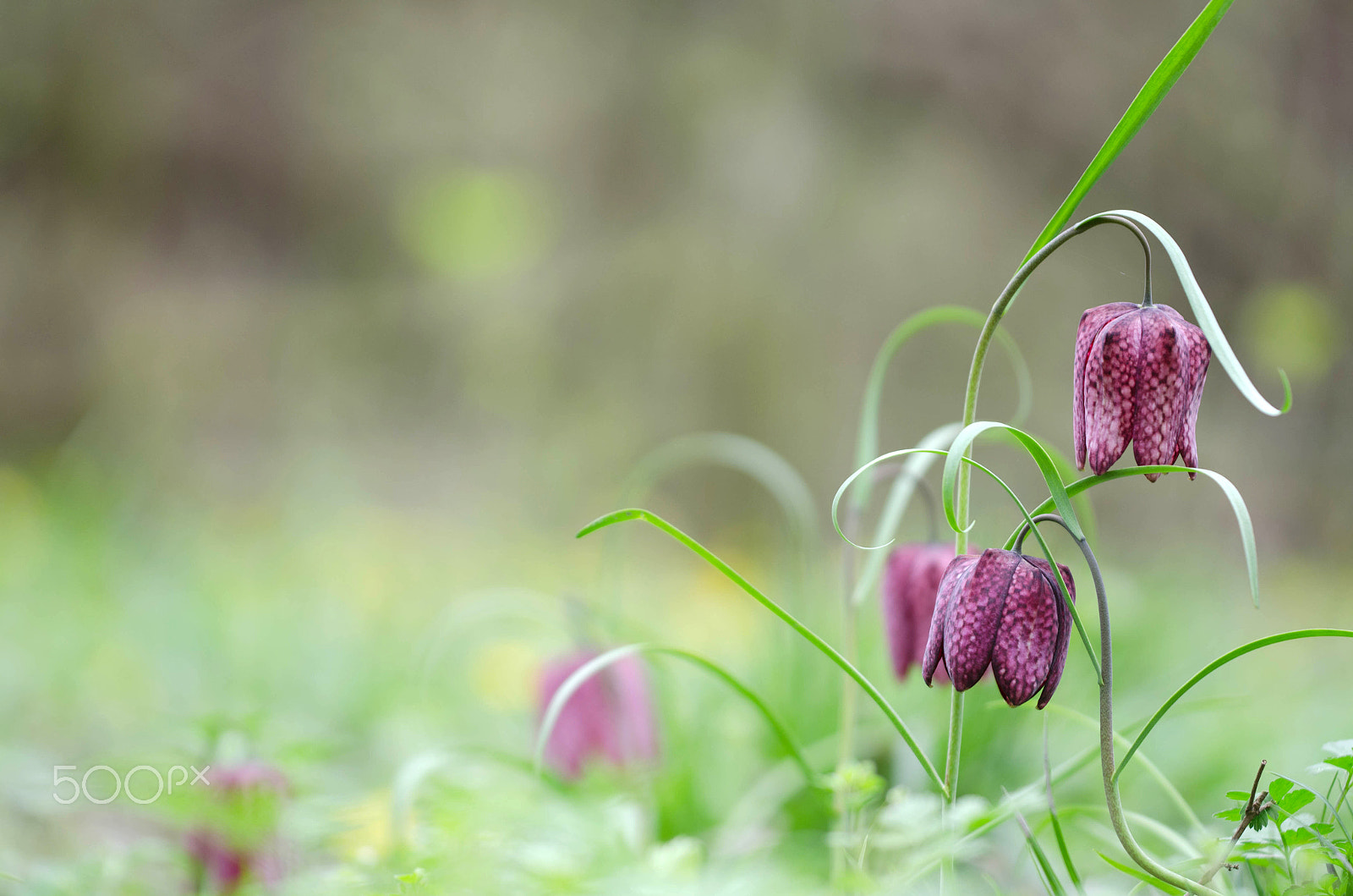 Sigma 150mm F2.8 EX DG Macro HSM sample photo. Fritillaria meleagris group photography