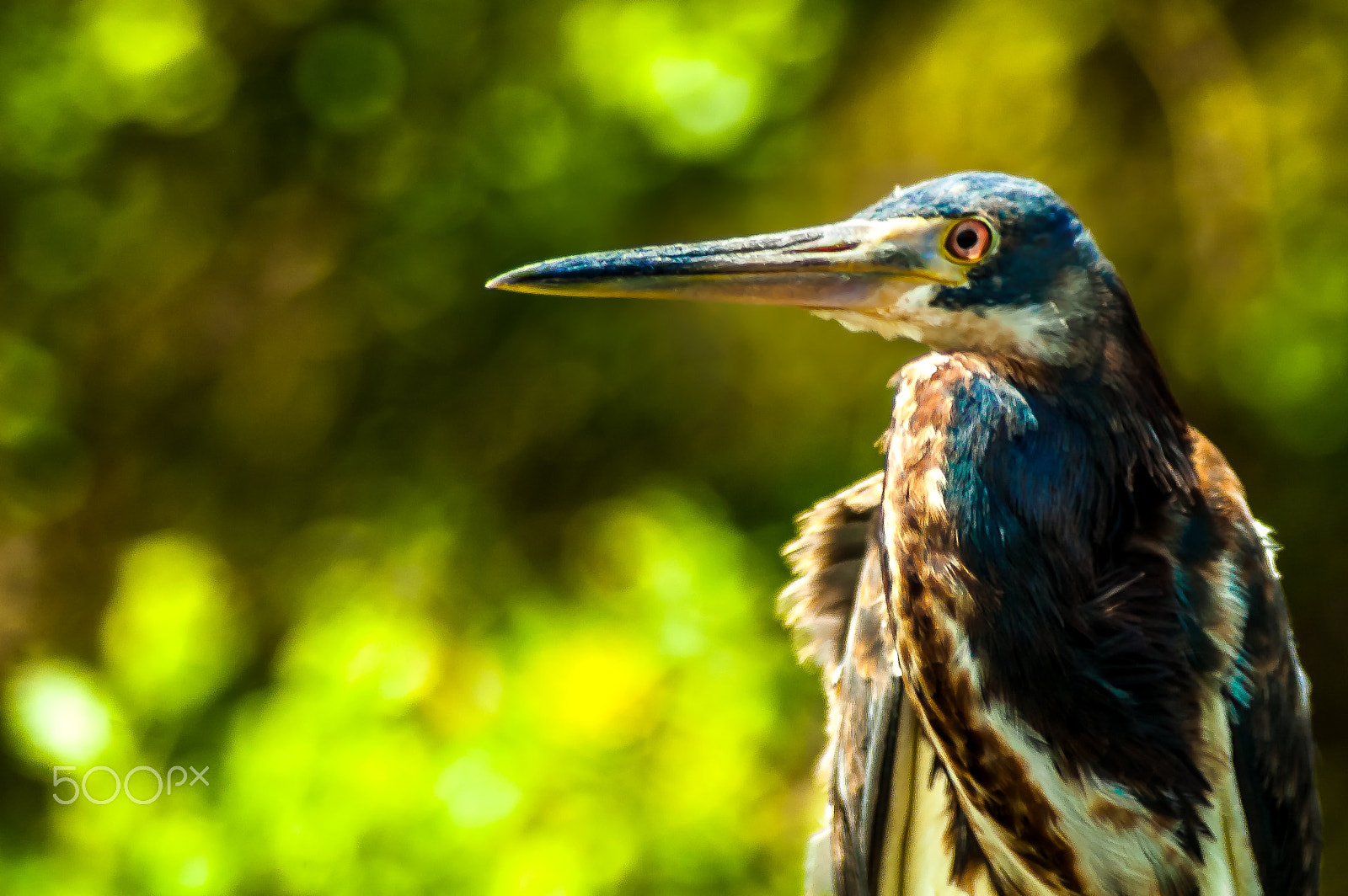 AF Zoom-Nikkor 24-50mm f/3.3-4.5 sample photo. Loxahachee natural refugee photography