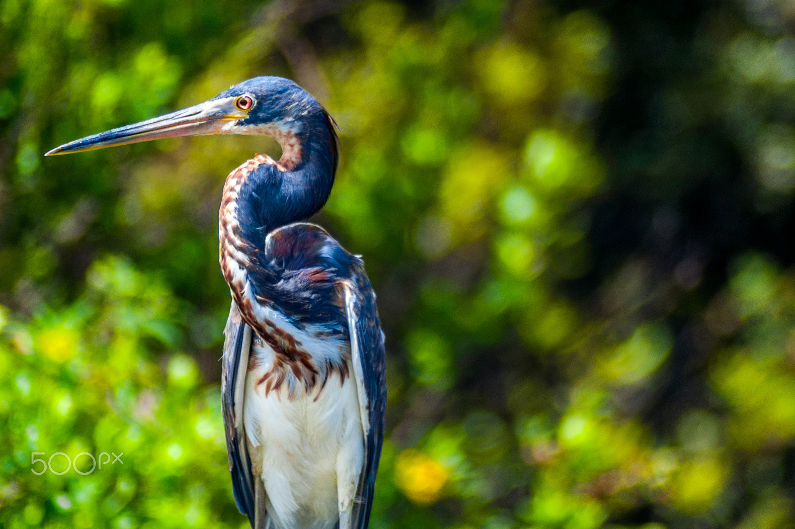 AF Zoom-Nikkor 24-50mm f/3.3-4.5 sample photo. Loxahachee natural refugee photography