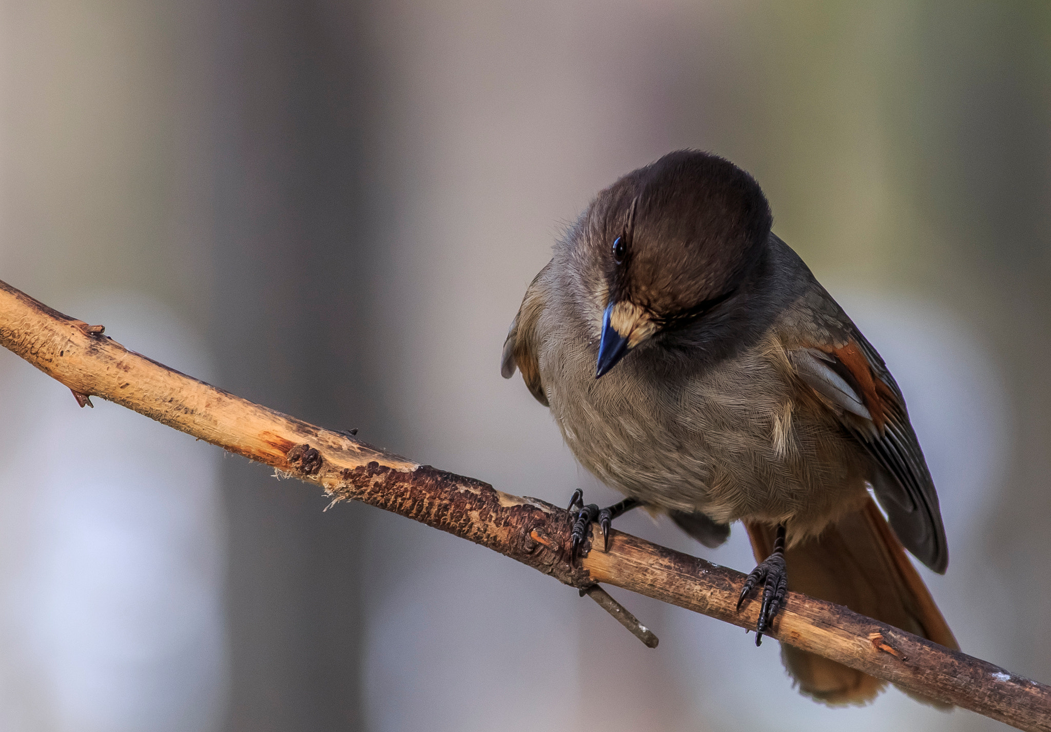 Canon EOS 6D + Canon EF 400mm F5.6L USM sample photo. Siberian jay photography