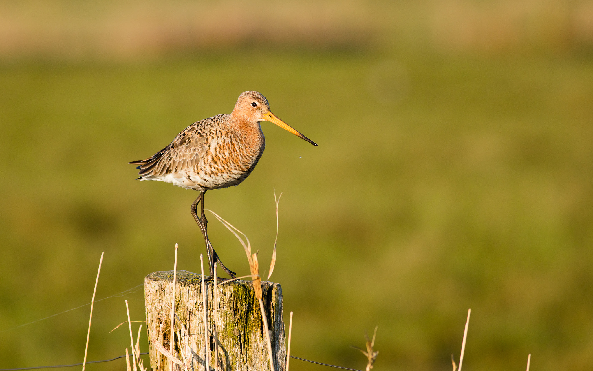 Canon EOS 5DS R + Canon EF 400mm F5.6L USM sample photo. Beautiful godwit photography