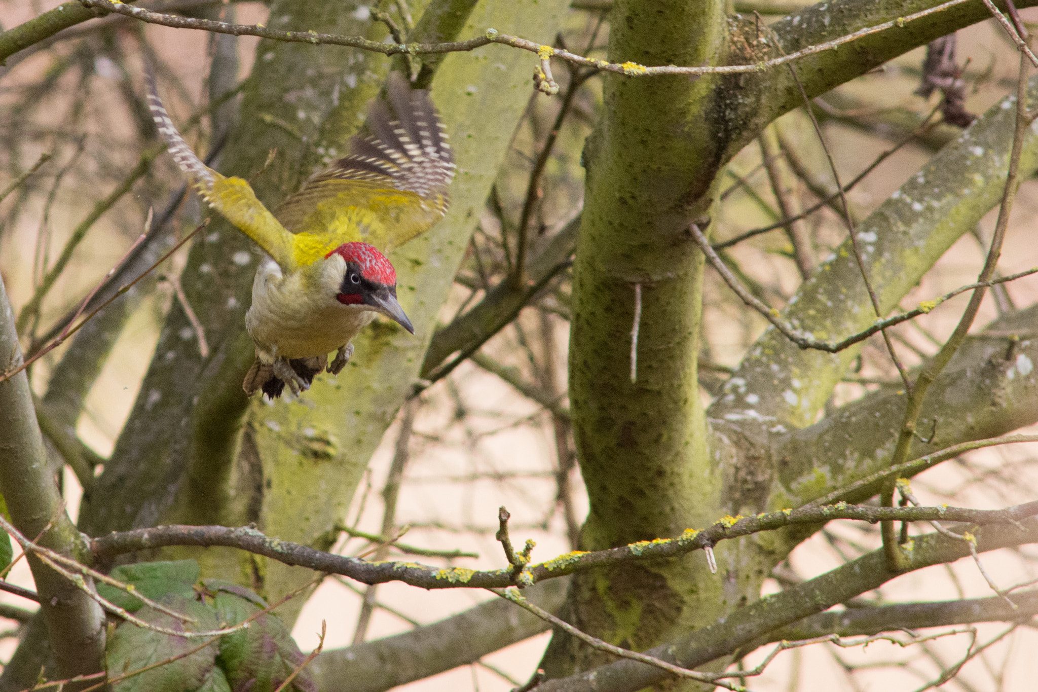 Nikon D7200 + AF Nikkor 300mm f/4 IF-ED sample photo. Green woodpecker photography