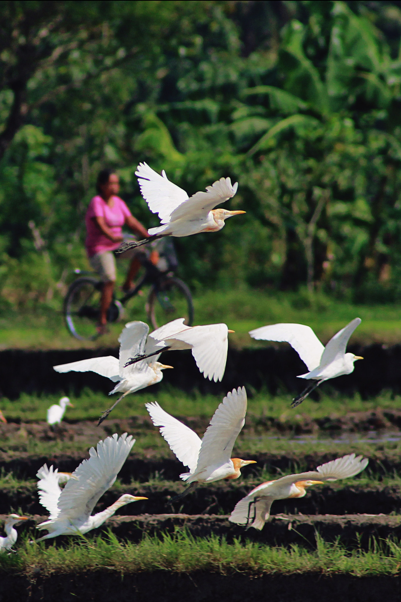 Canon EF 100-300mm F4.5-5.6 USM sample photo. Storks photography