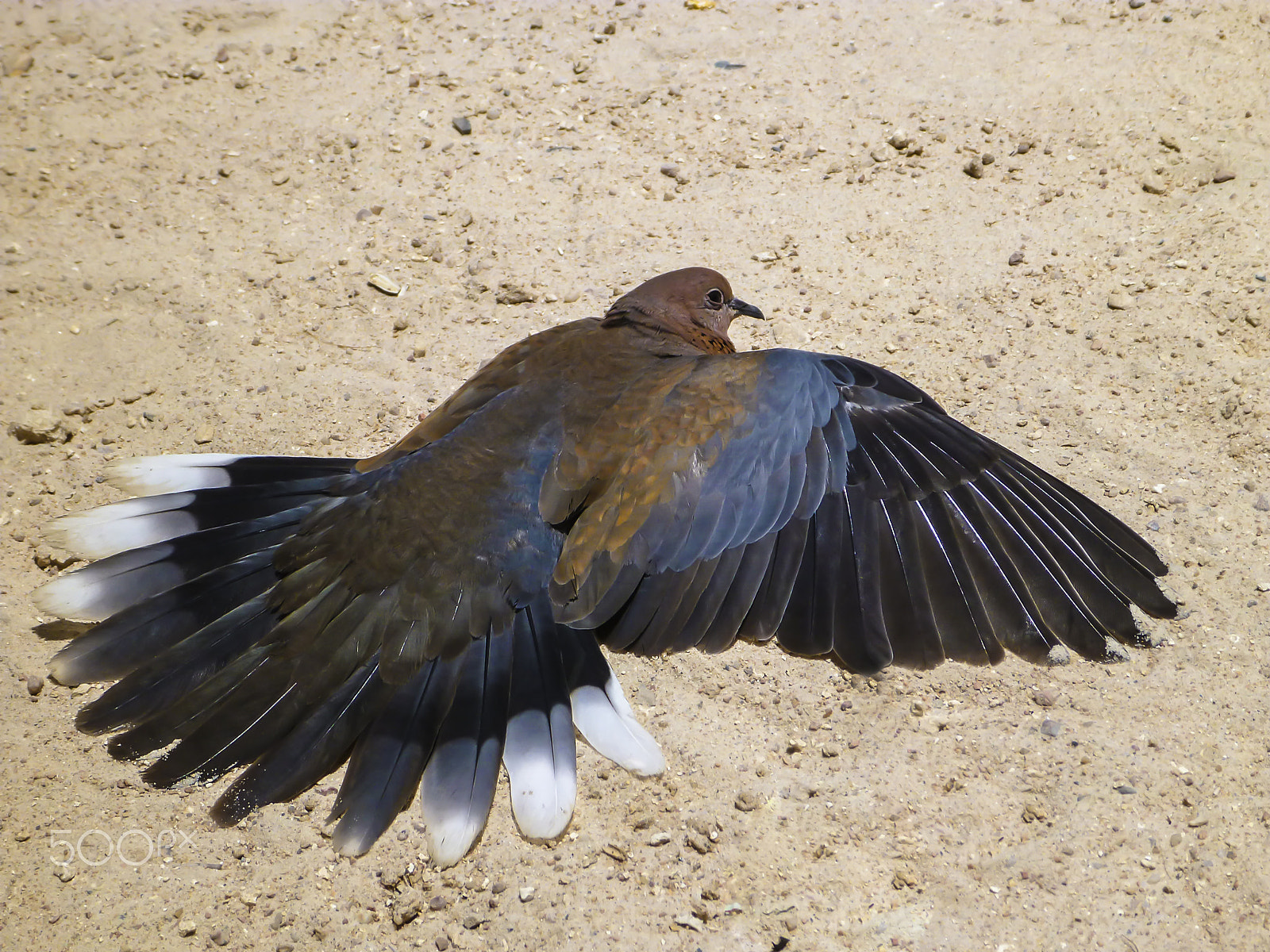 Panasonic DMC-FT4 sample photo. Turtledove on the beach photography