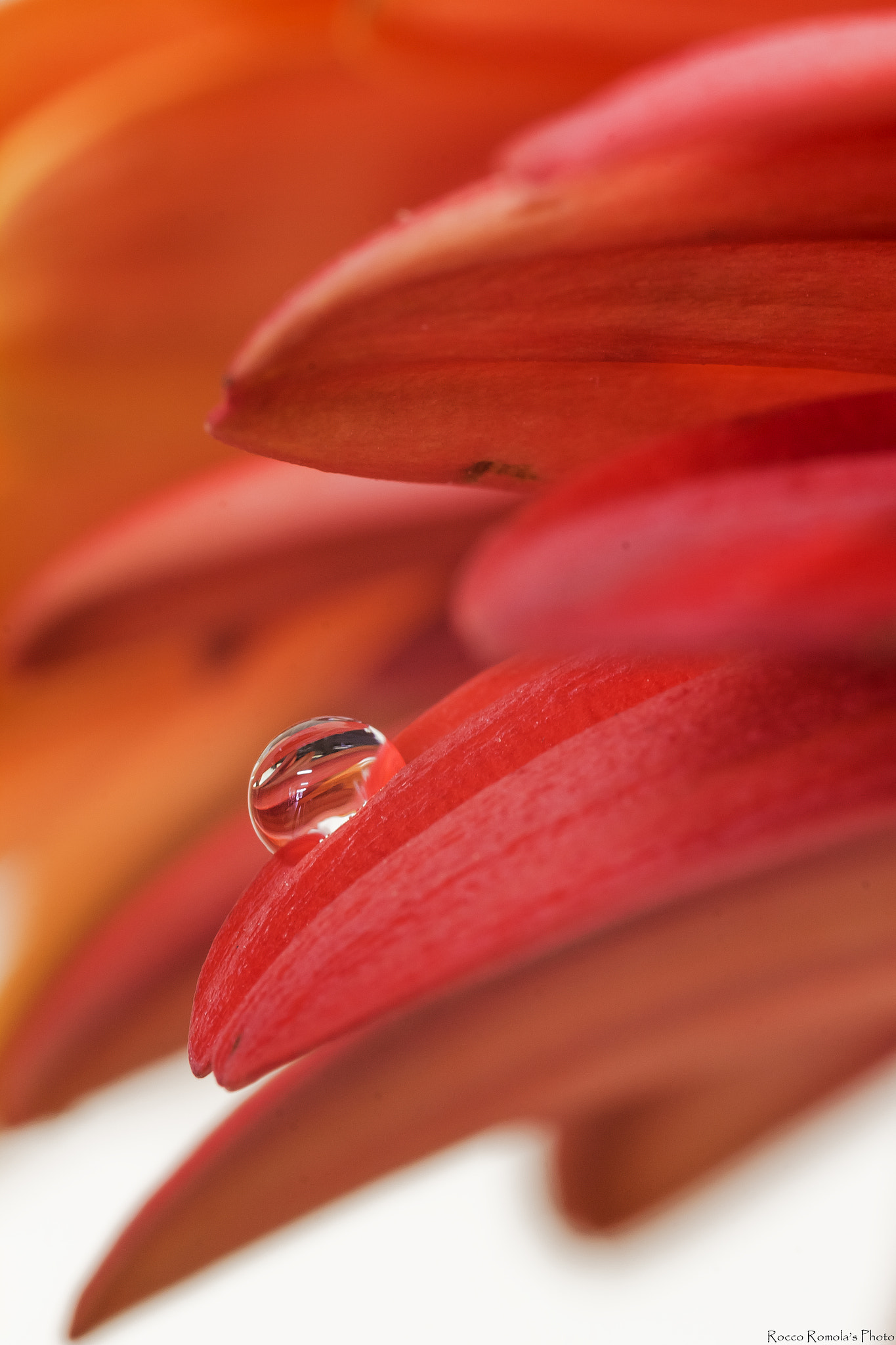 Tamron SP AF 90mm F2.8 Di Macro sample photo. Racchiuso in una goccia photography