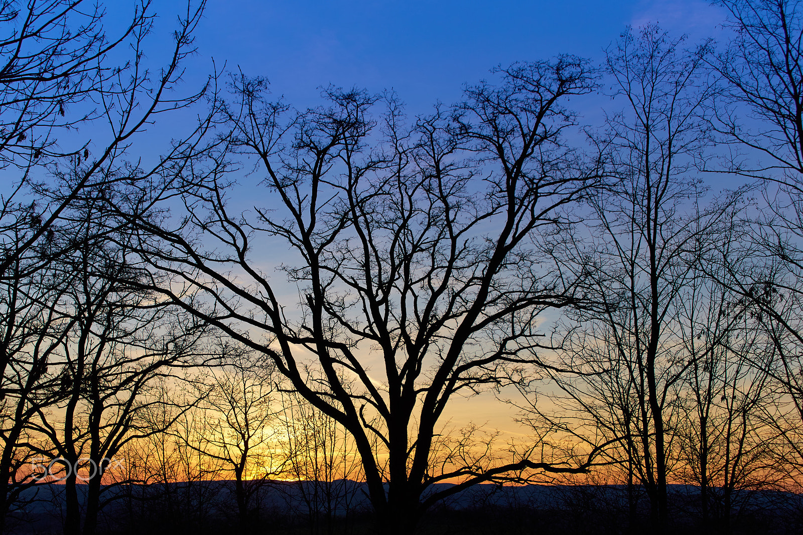 Tamron 28-300mm F3.5-6.3 Di VC PZD sample photo. Trees - sunset photography