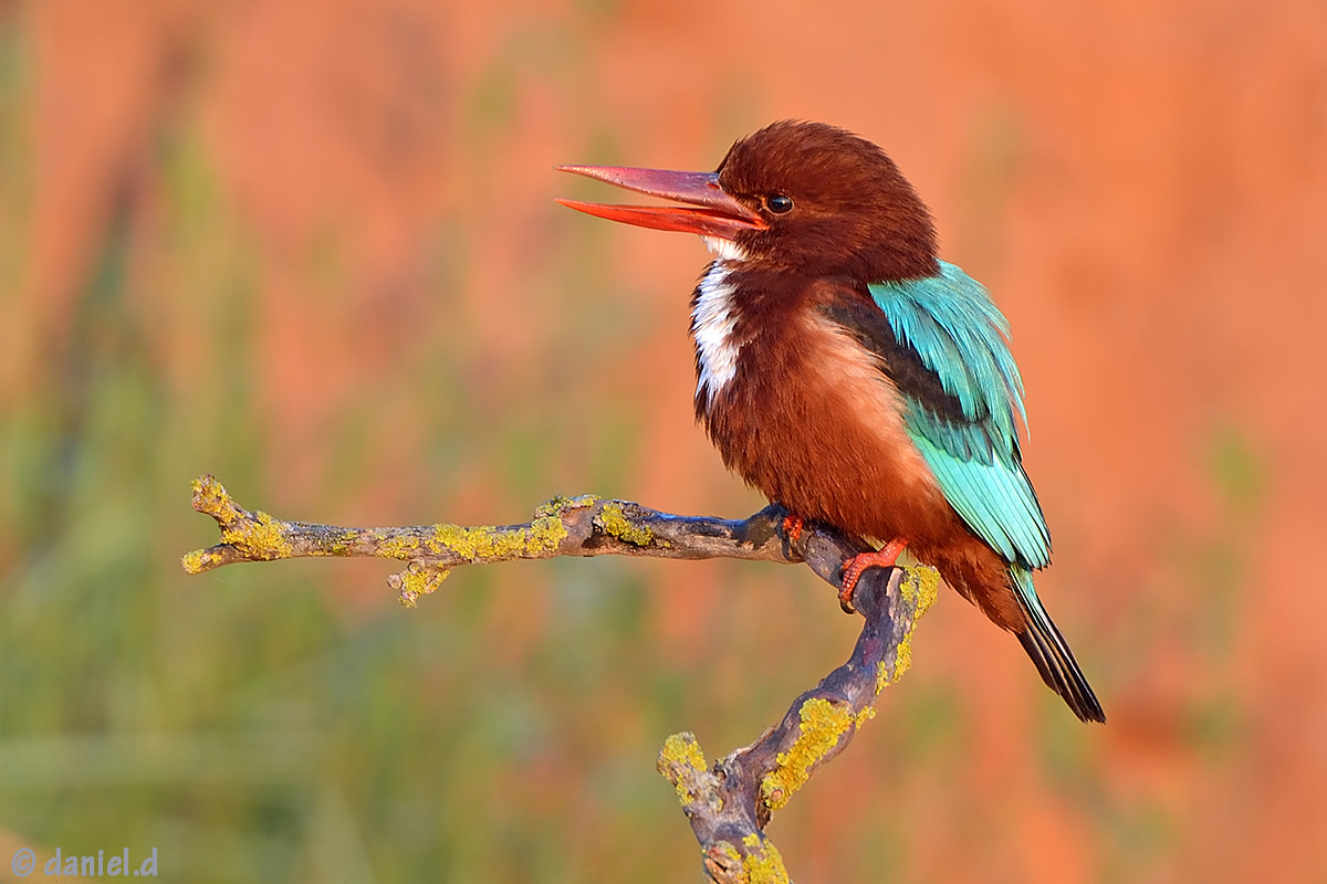 Nikon AF-S Nikkor 500mm F4D ED-IF II sample photo. Morning colors photography
