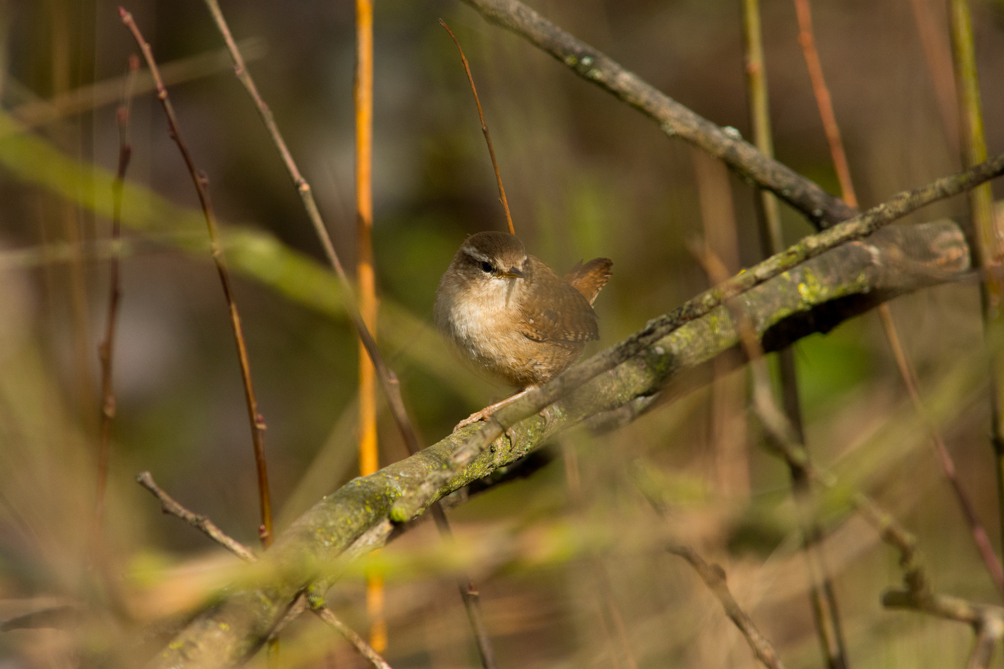 Nikon D7200 + AF Nikkor 300mm f/4 IF-ED sample photo. Wren photography