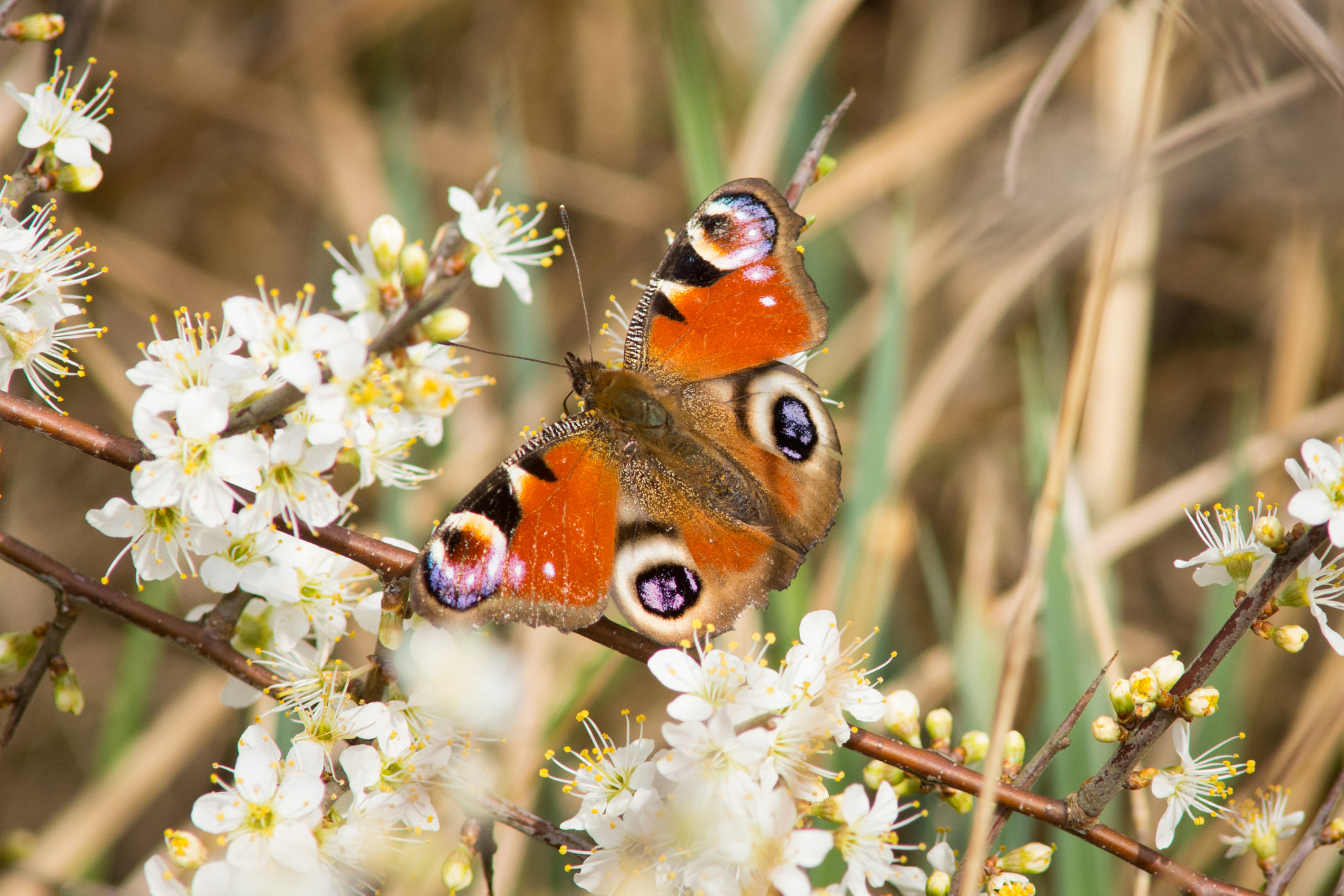 AF Nikkor 300mm f/4 IF-ED sample photo. Peacock butterfly photography